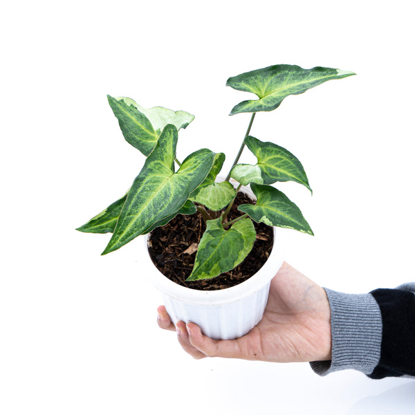 Syngonium Podophyllum Three Kings