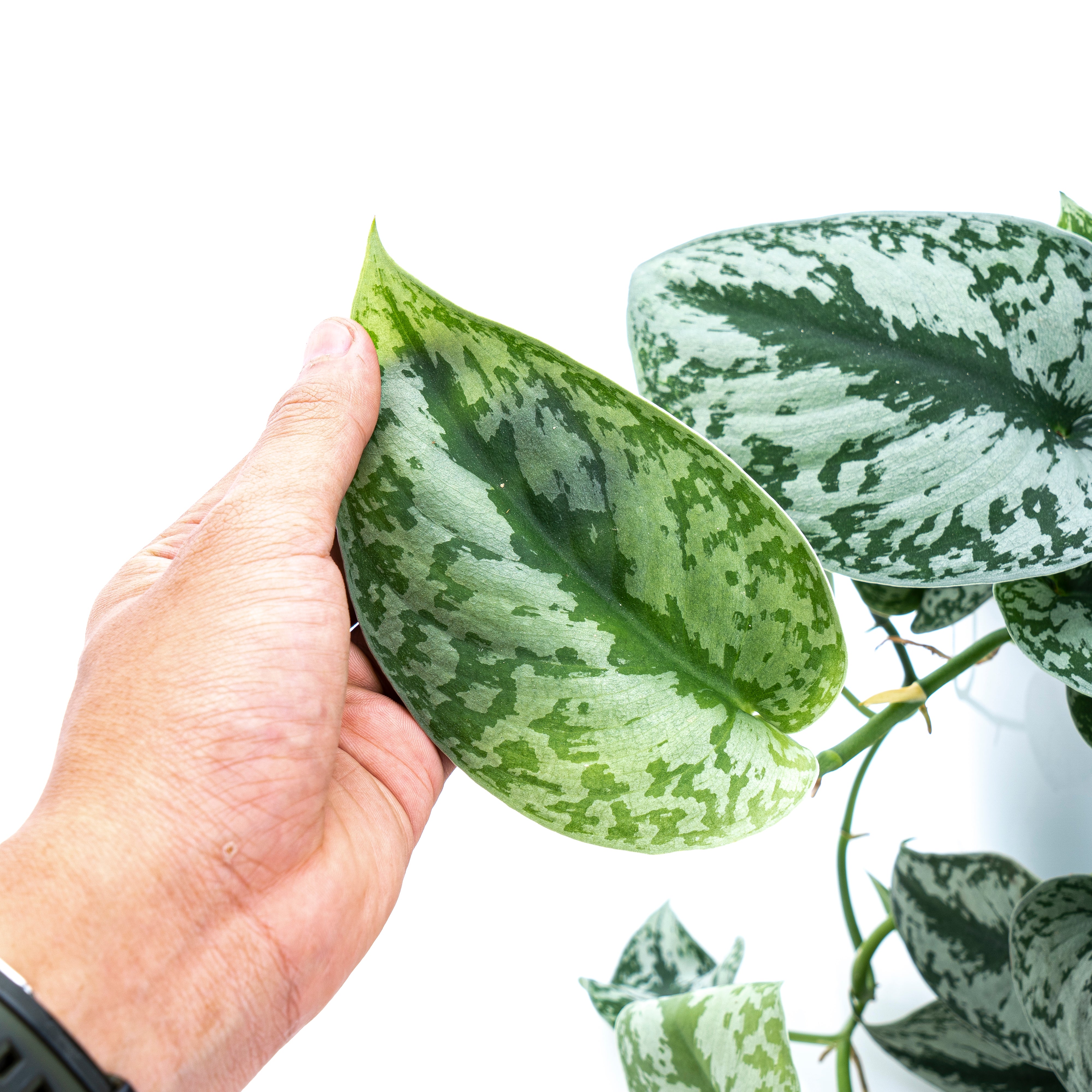 Scindapsus Exotica Long Size