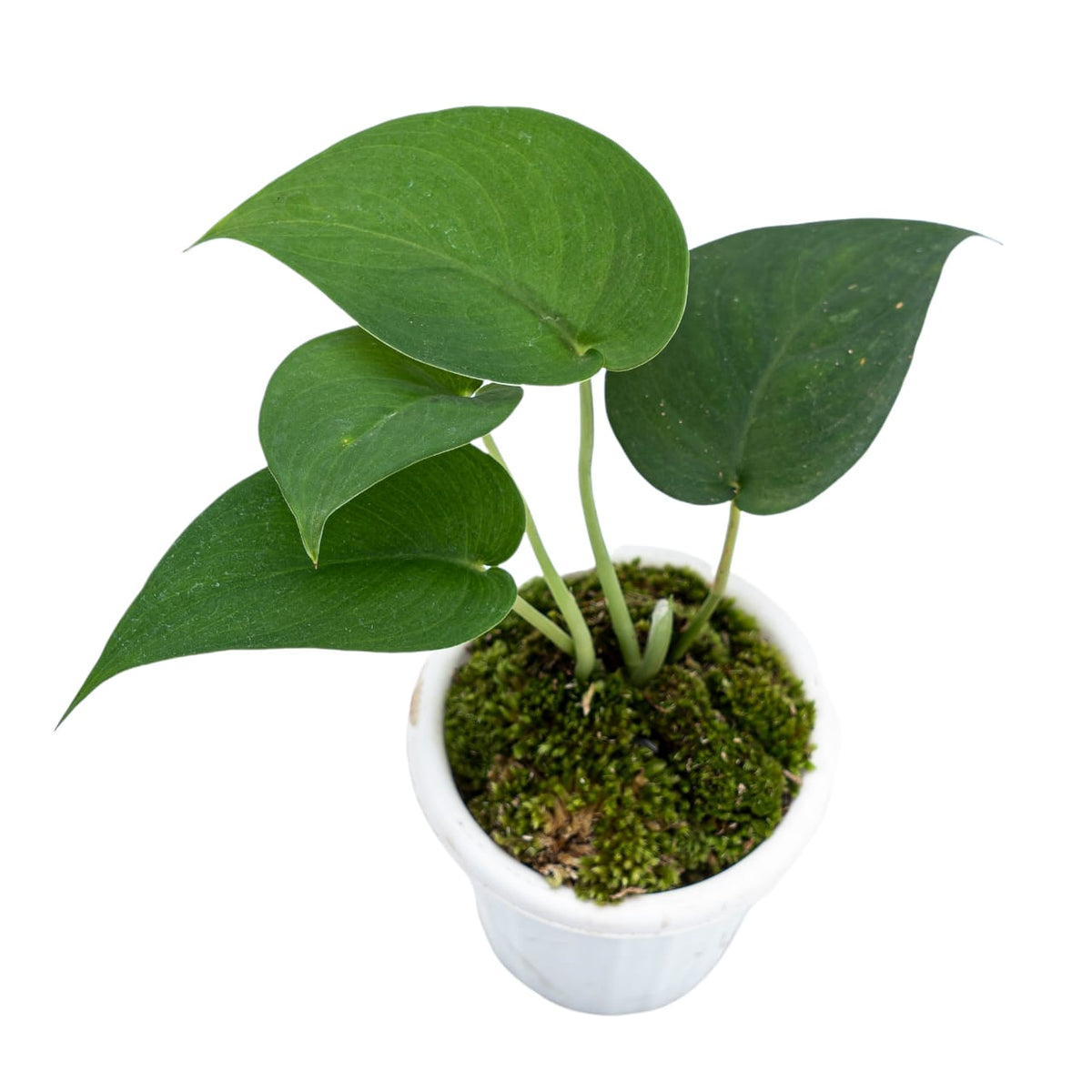 Scindapsus Jade Satin Black