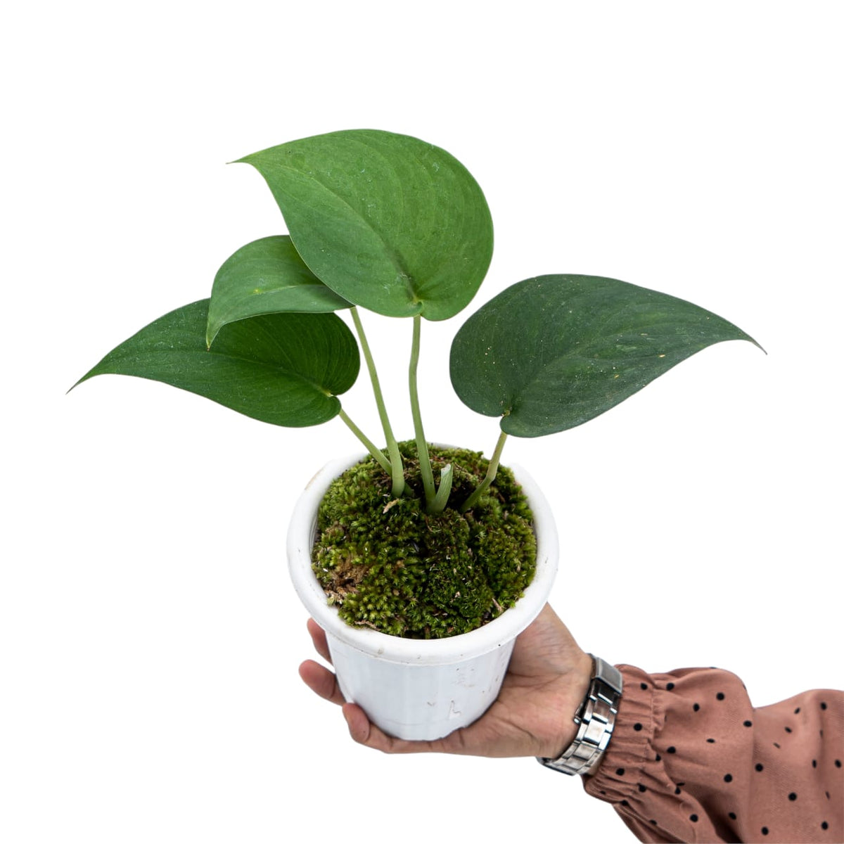 Scindapsus Jade Satin Black