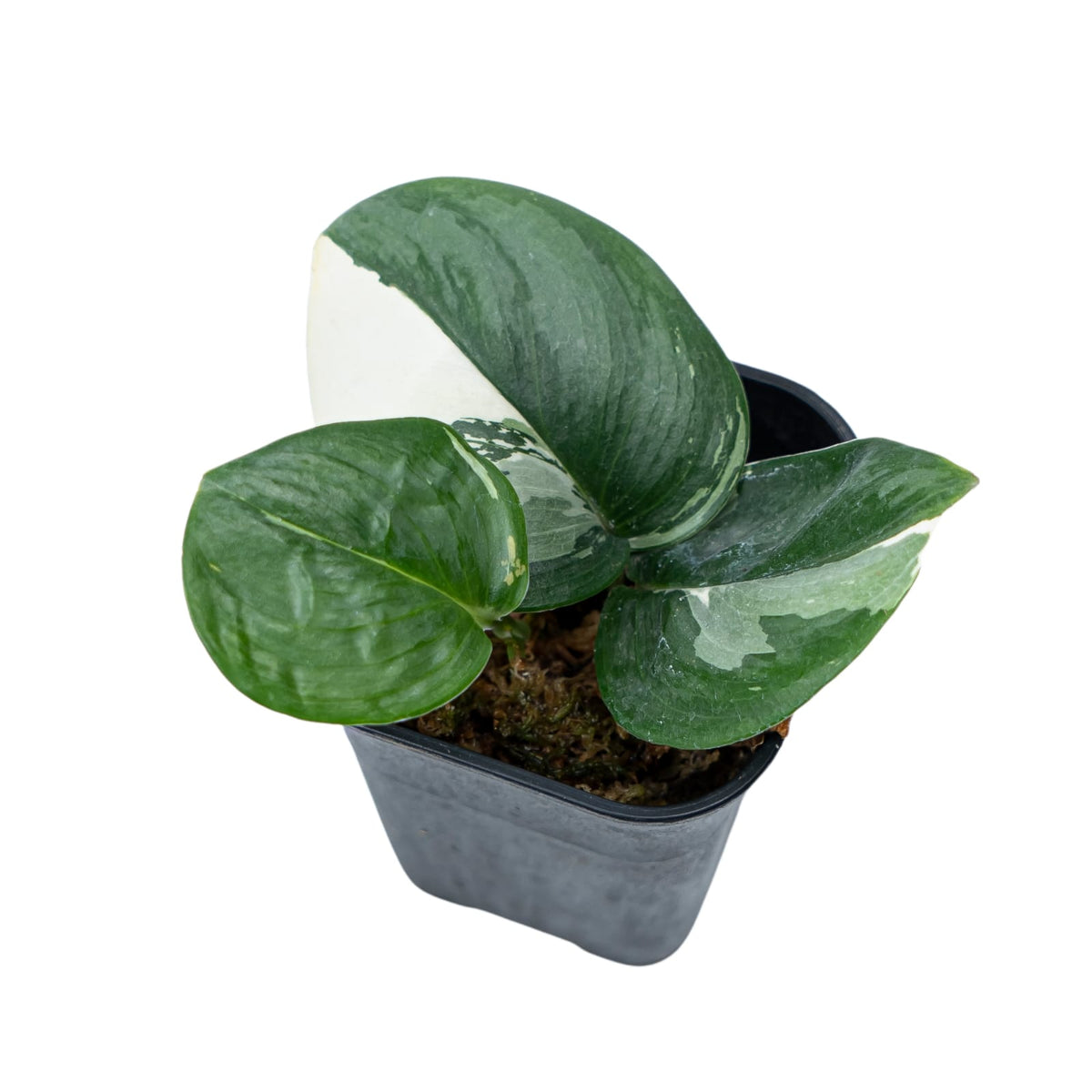Scindapsus Moonlight Variegated