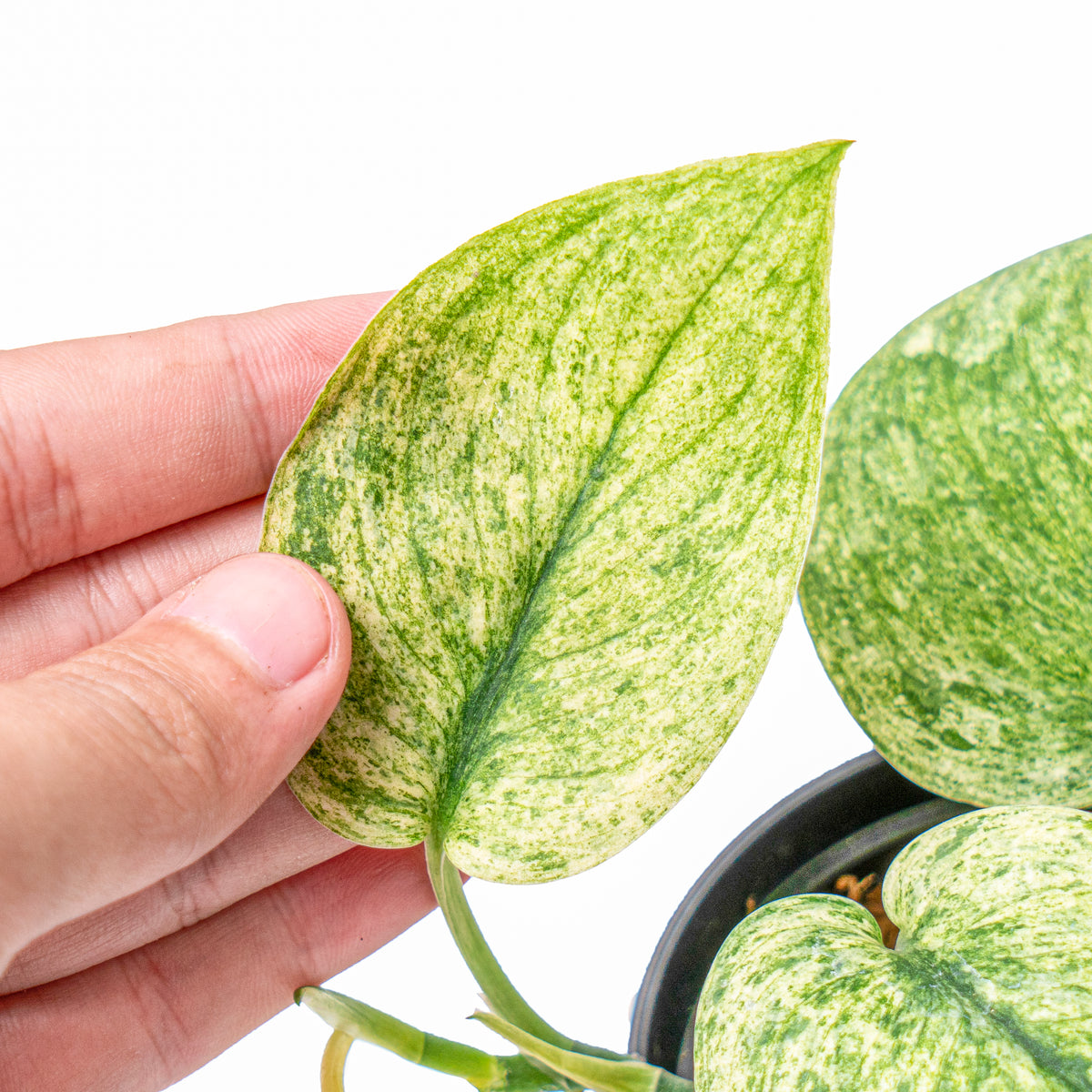 Scindapsus exotica variegated