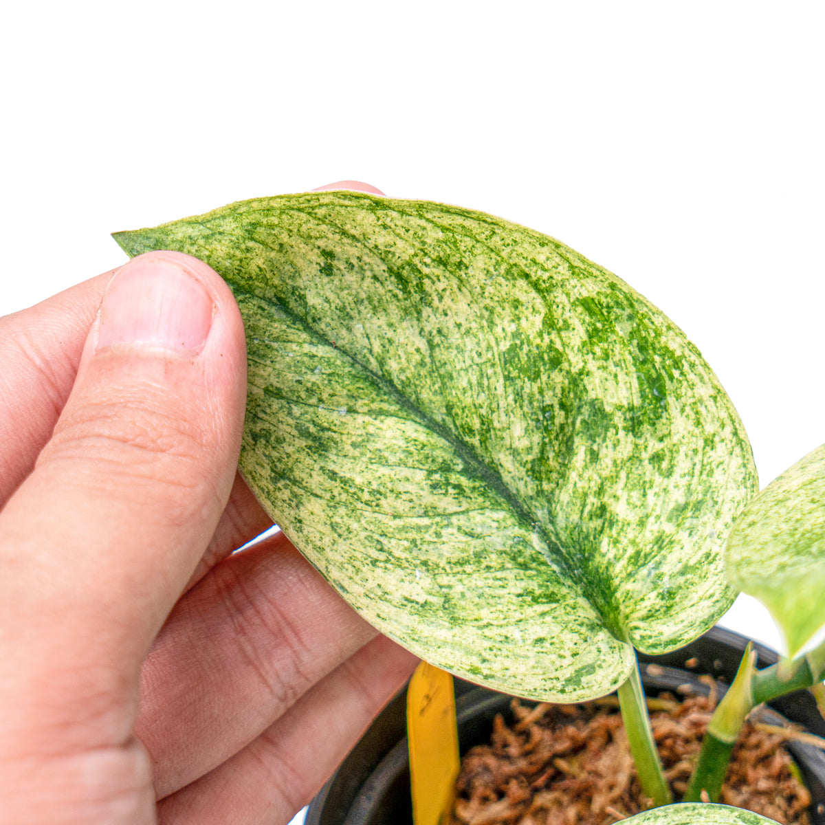 Scindapsus exotica variegated