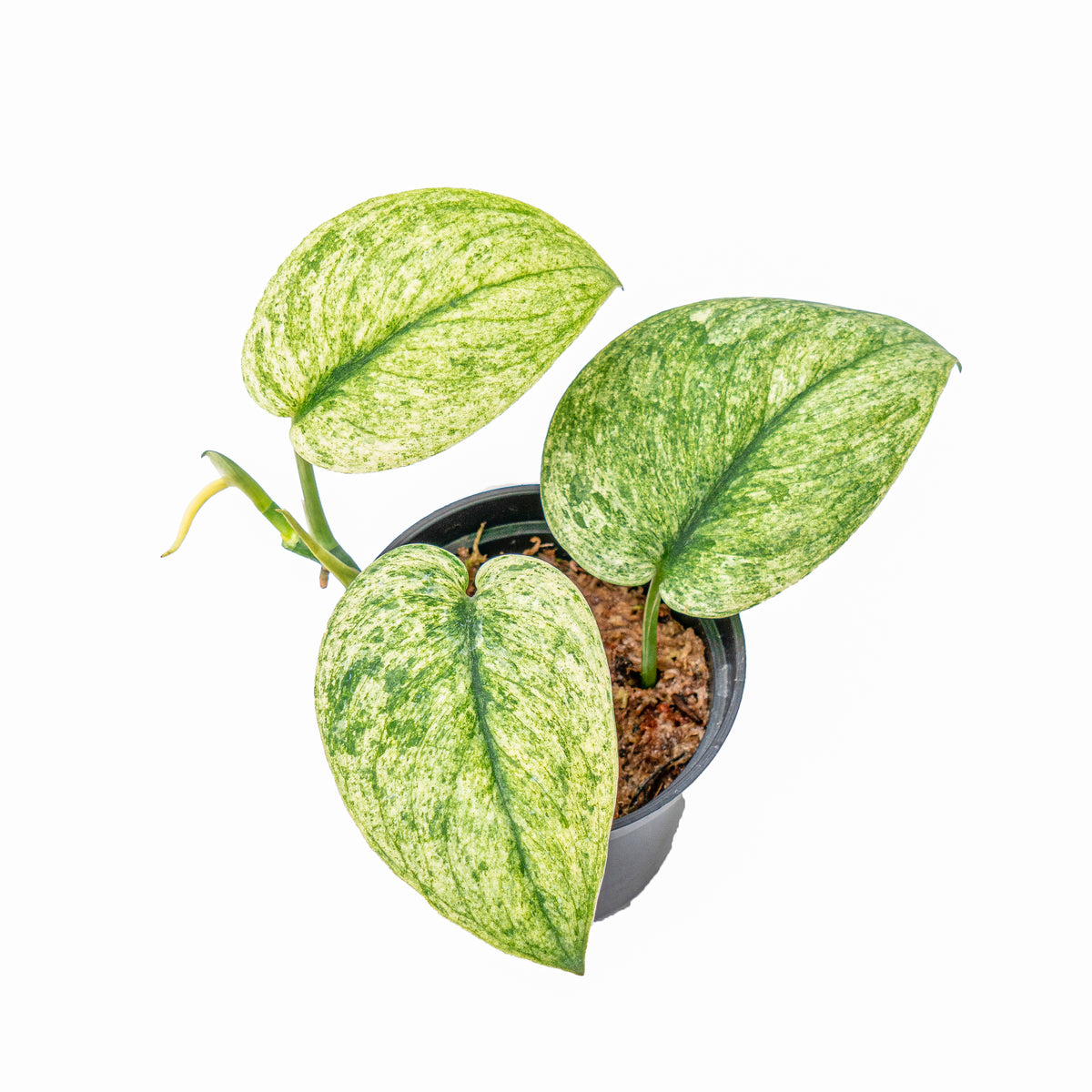 Scindapsus exotica variegated