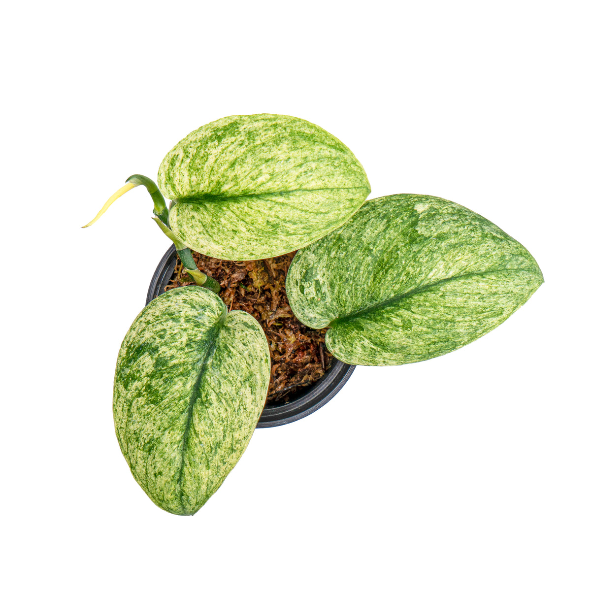Scindapsus exotica variegated