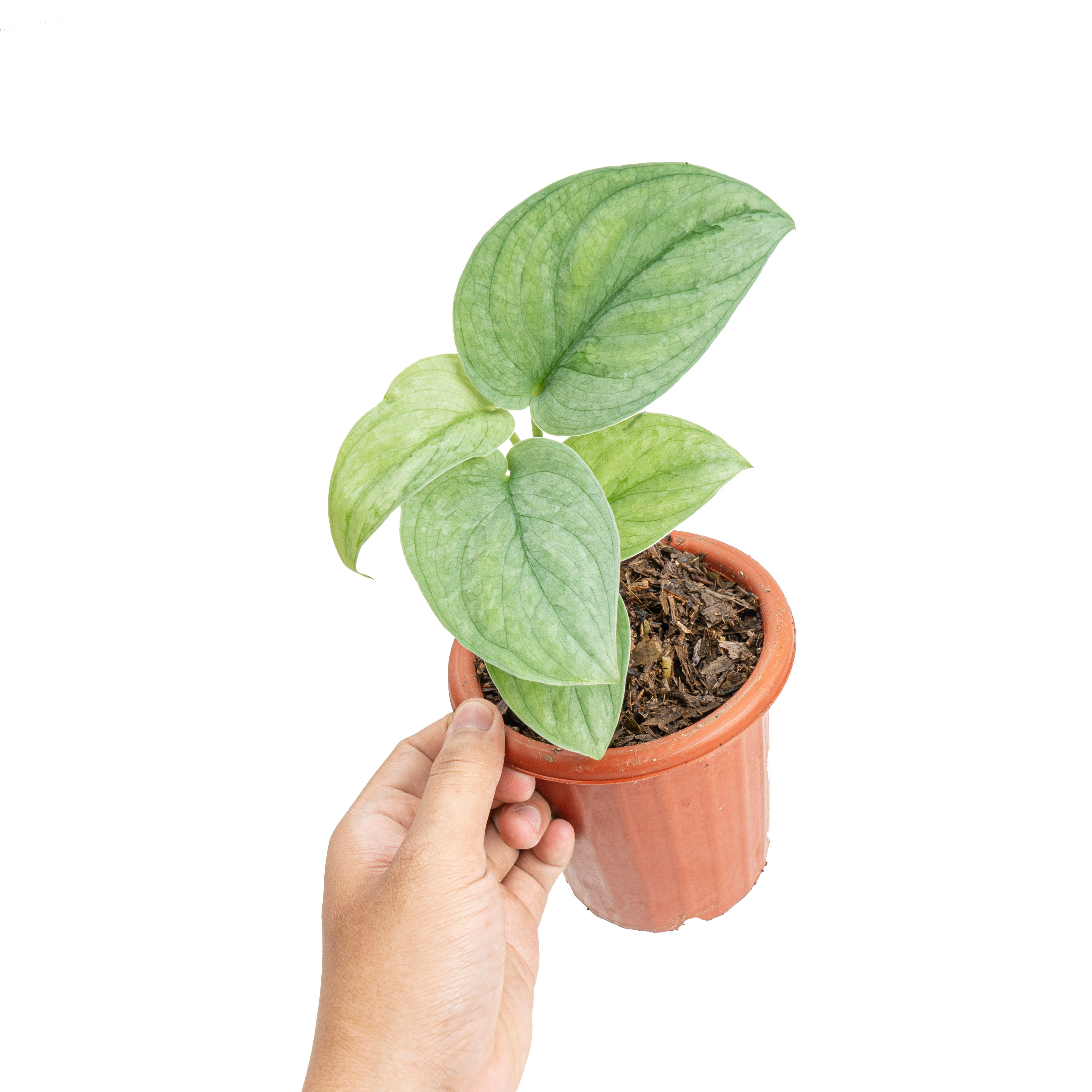 Scindapsus silver platinum