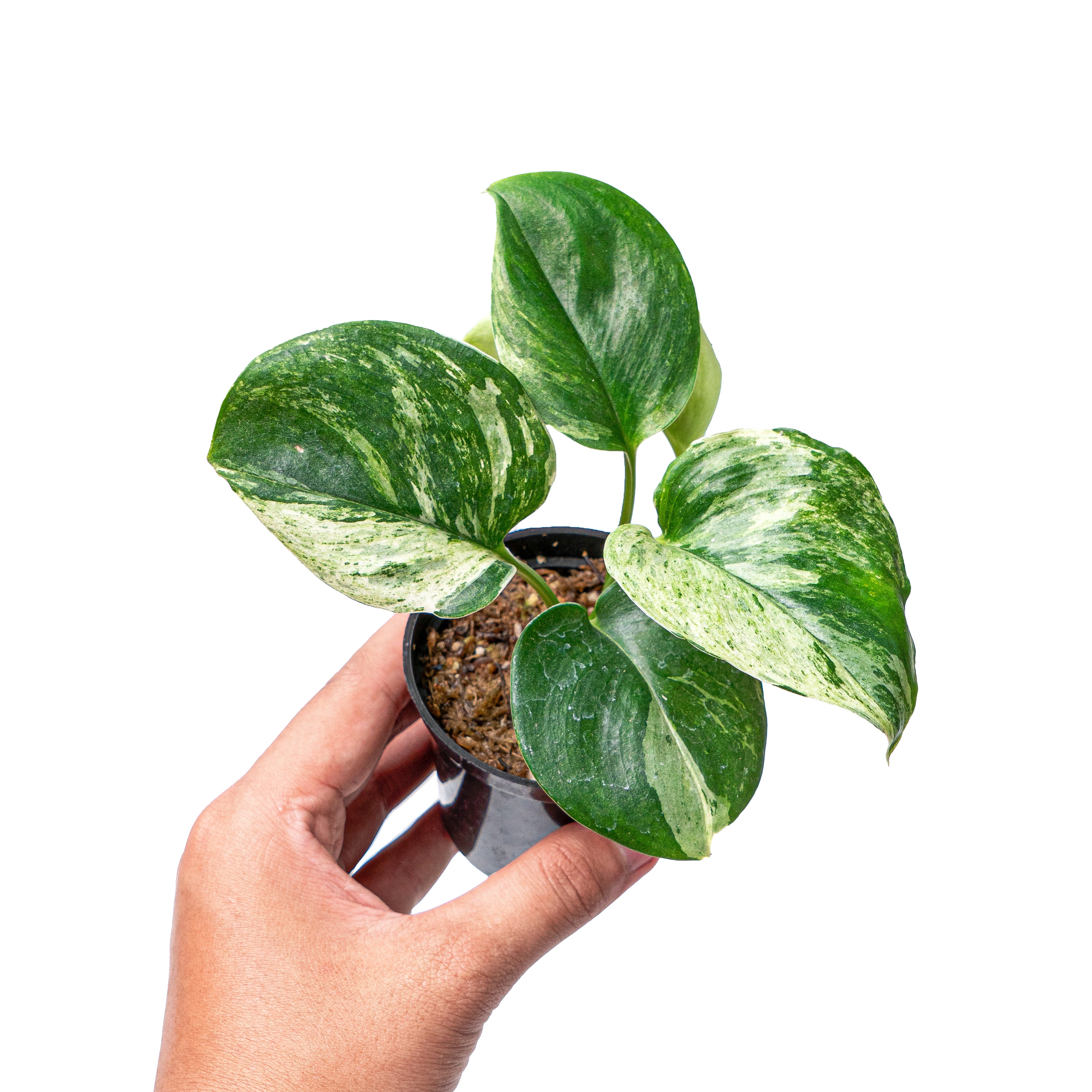 Scindapsus treubii moonlight marble variegated