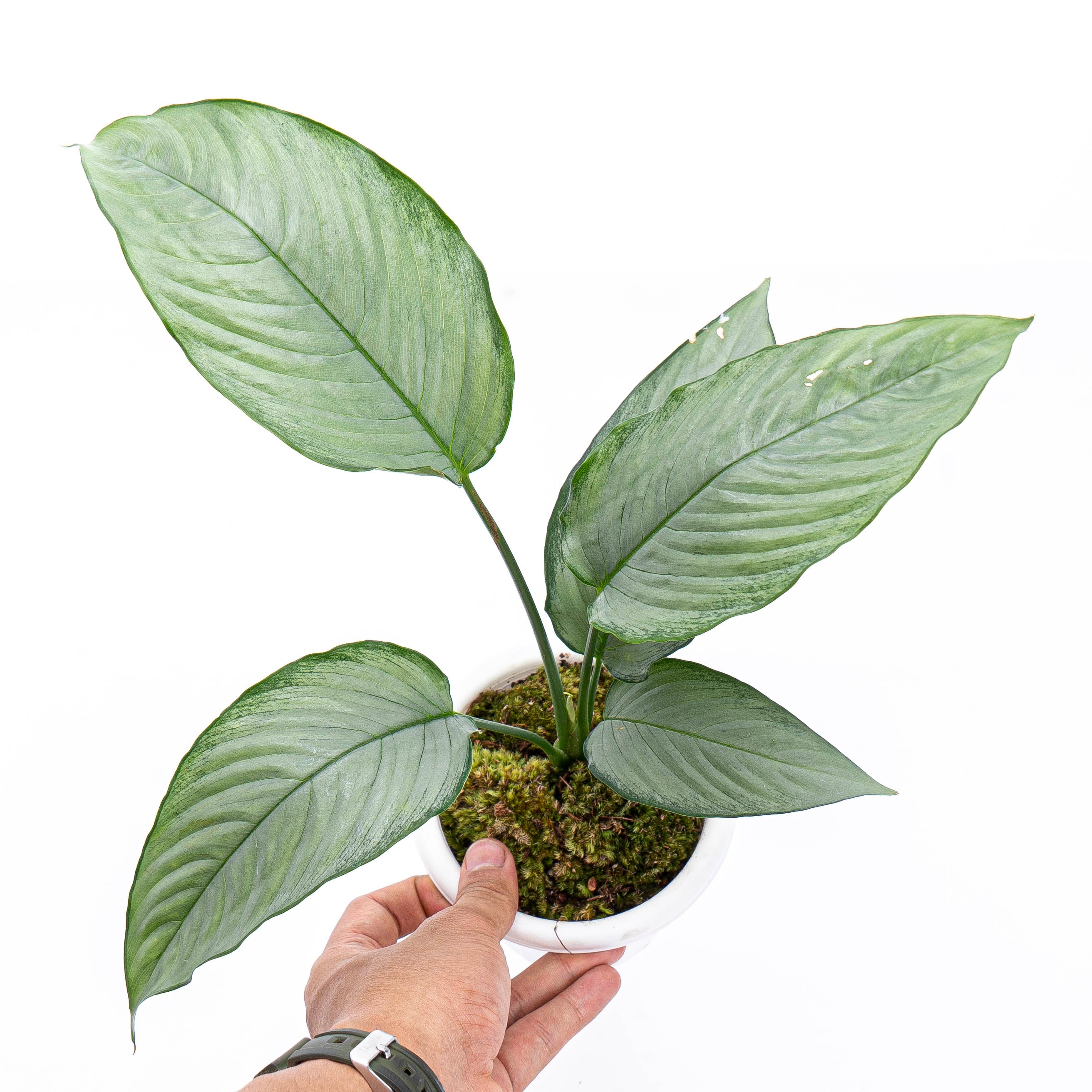 Homalomena Schismatoglottis Silver