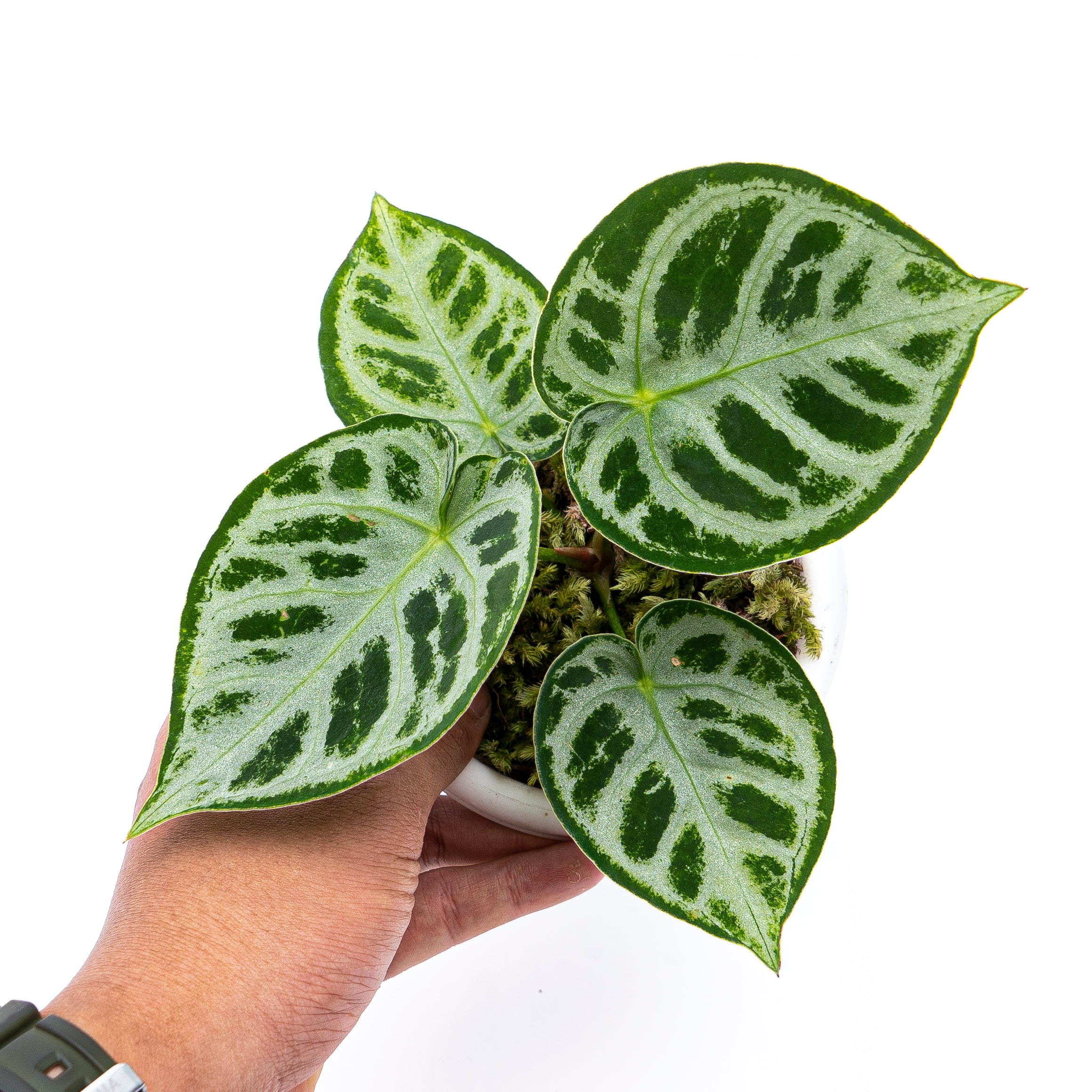 Anthurium Silver Blush