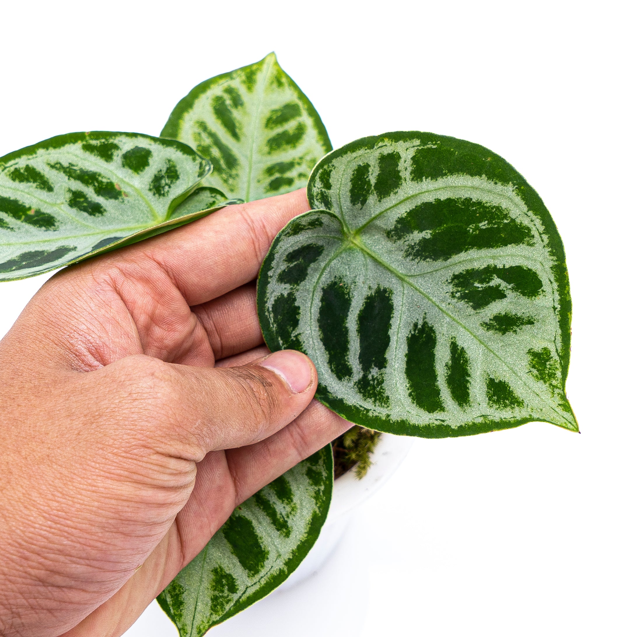 Anthurium Silver Blush