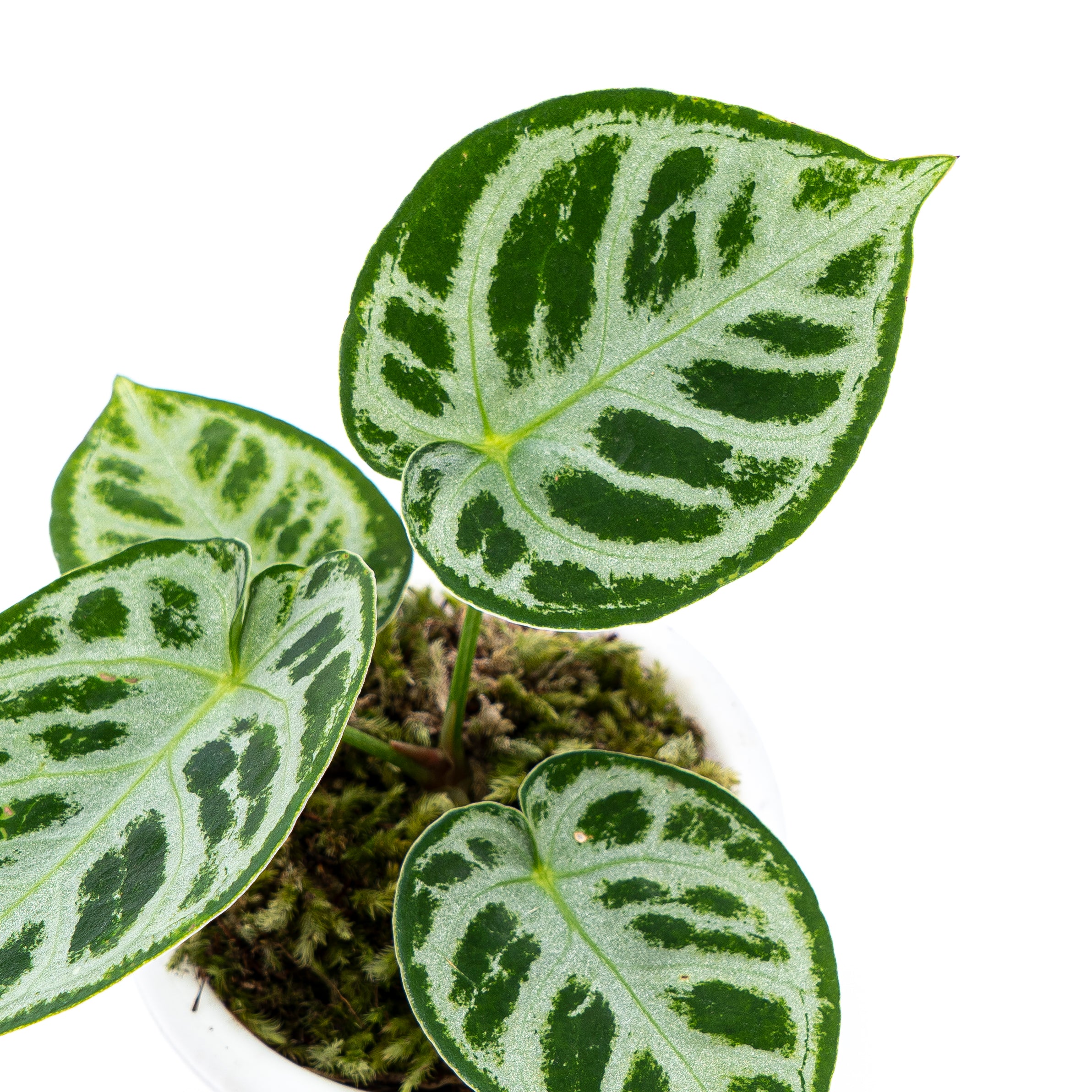 Anthurium Silver Blush