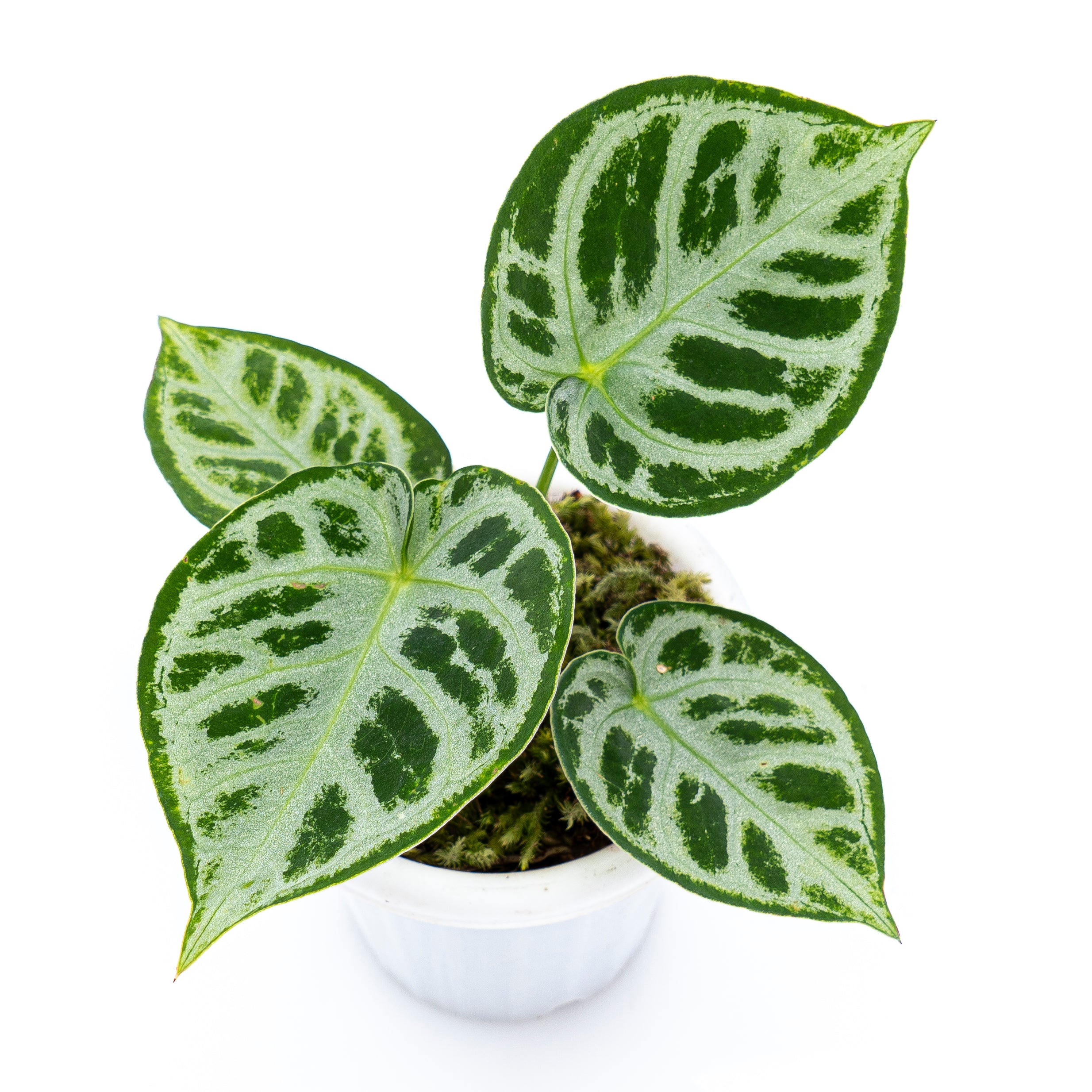 Anthurium Silver Blush