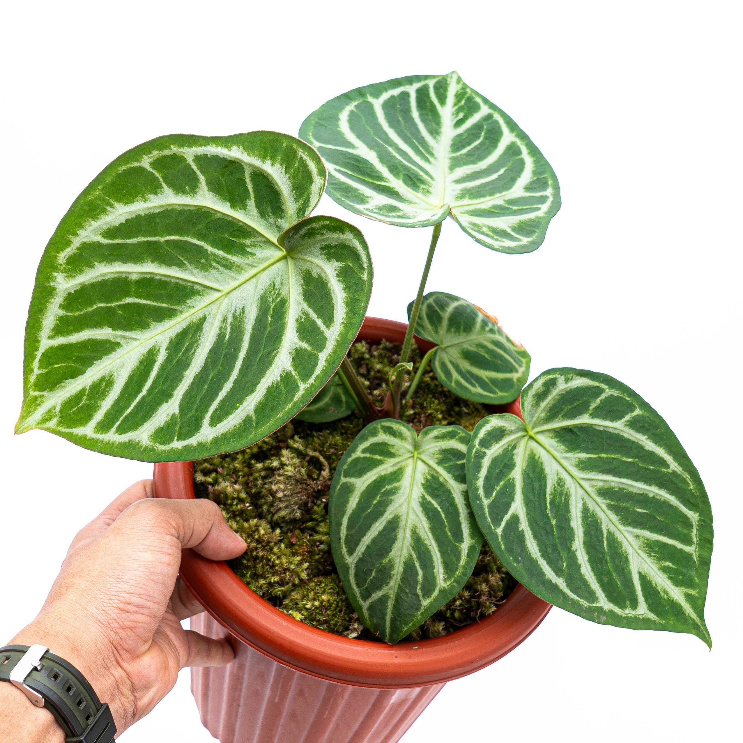 Anthurium Silver Blush