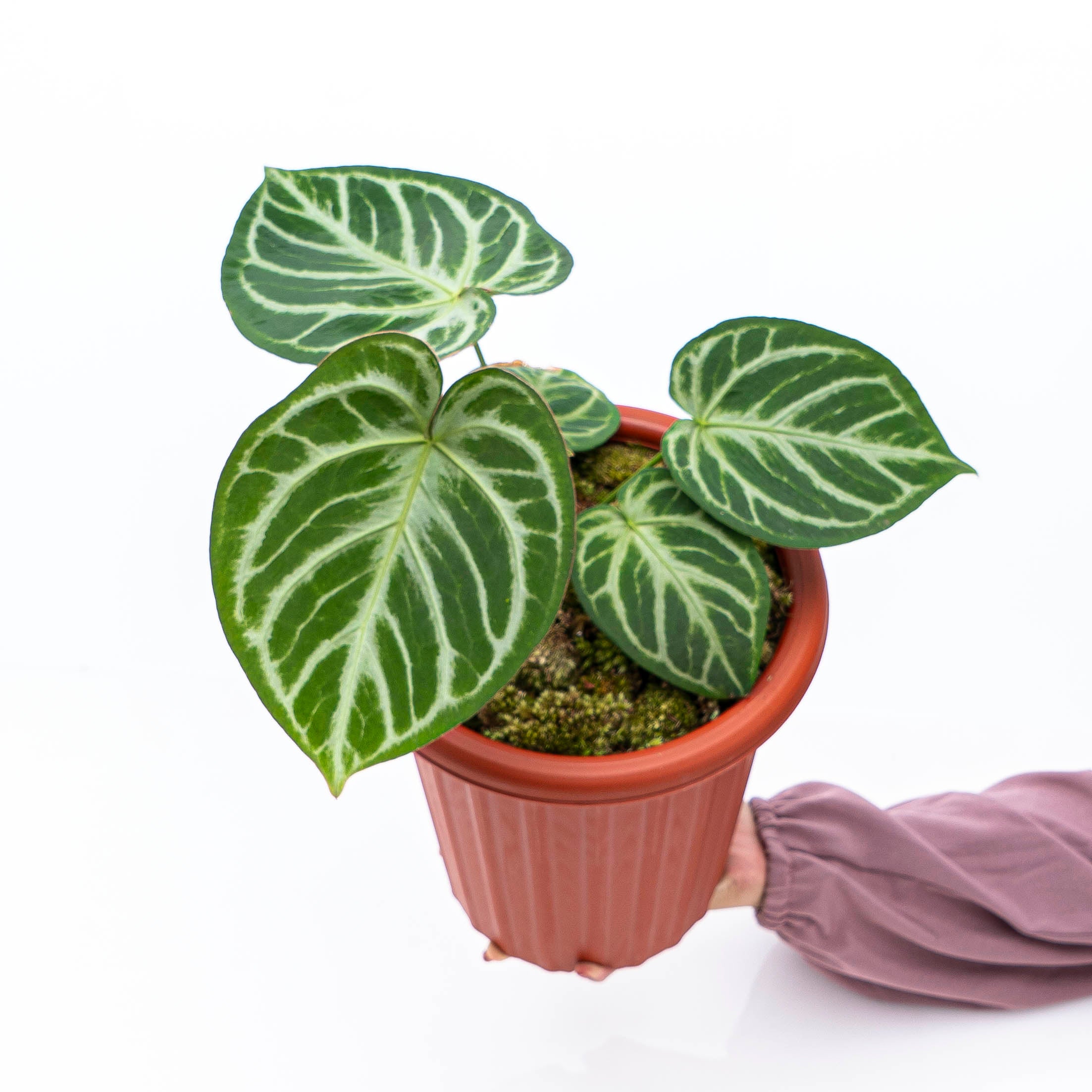 Anthurium Silver Blush