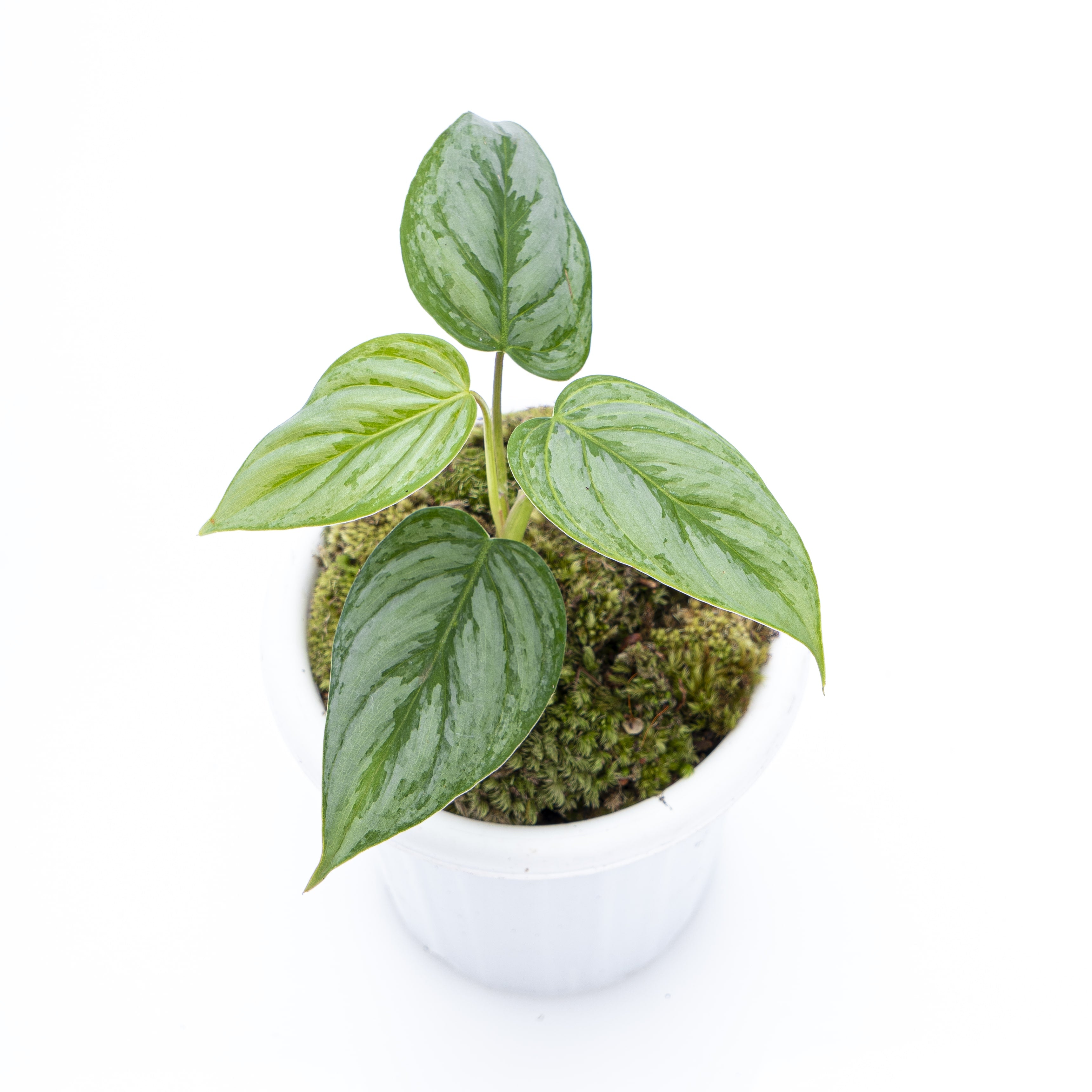 Philodendron Sodiroi