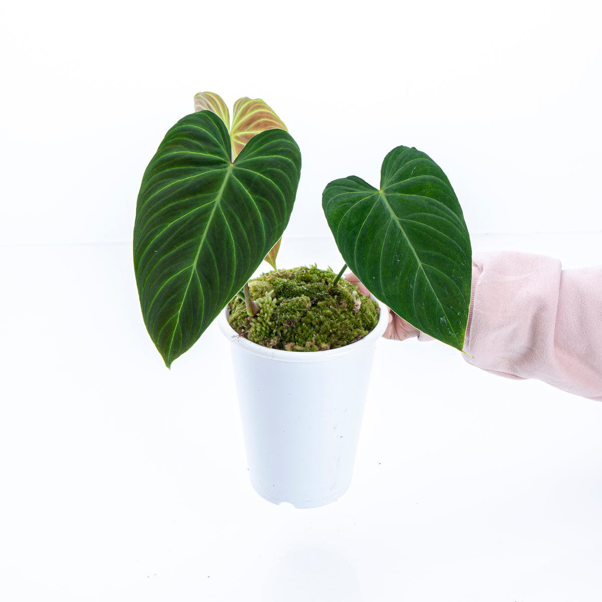 philodendron splendid vs glorious Philodendron Splendid | Splendid Philodendron in 6” Pot | Rare Unique Potted Houseplants for Delivery | Houseplant for sale