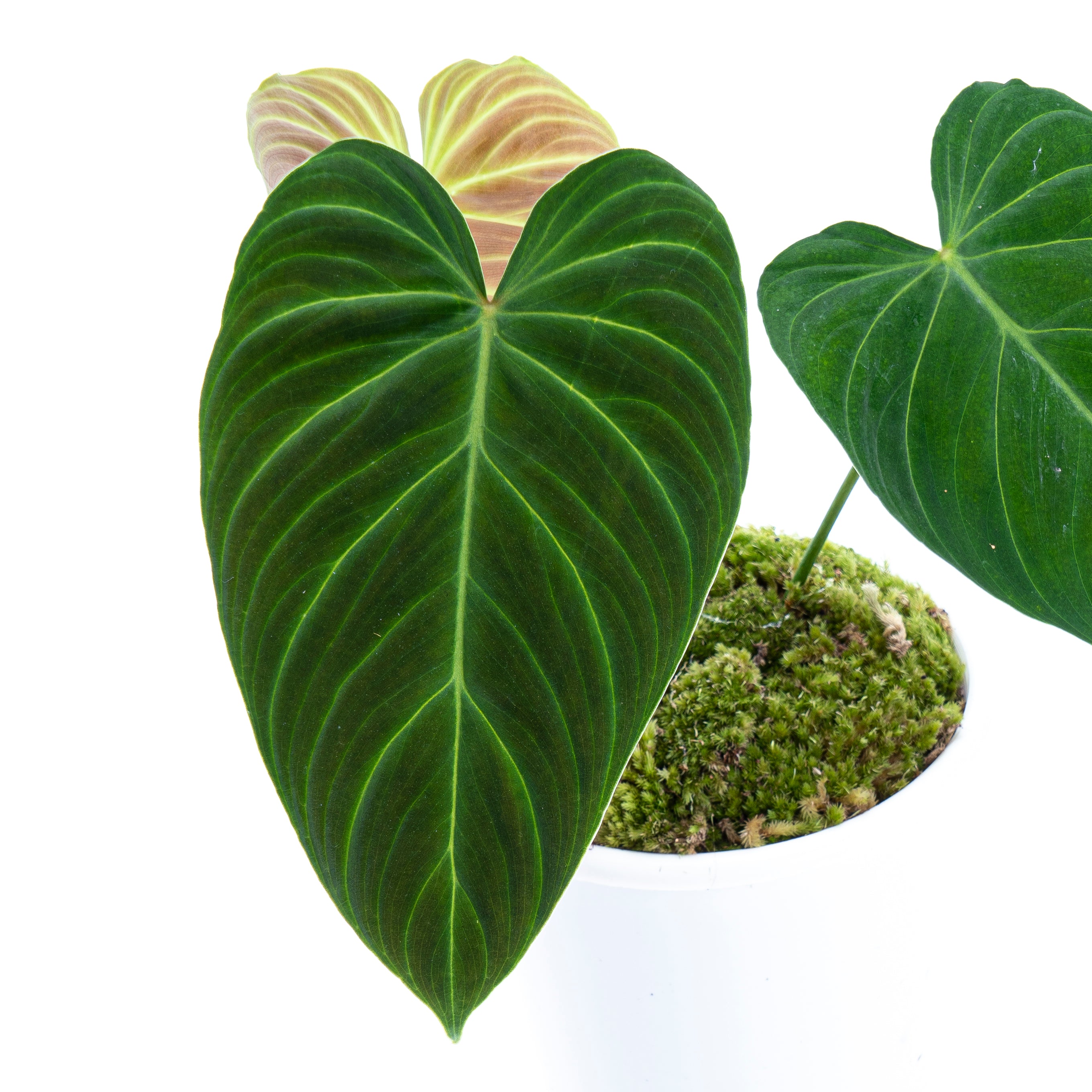 Philodendron Splendid ( Melanochrysum x Verrucosum )