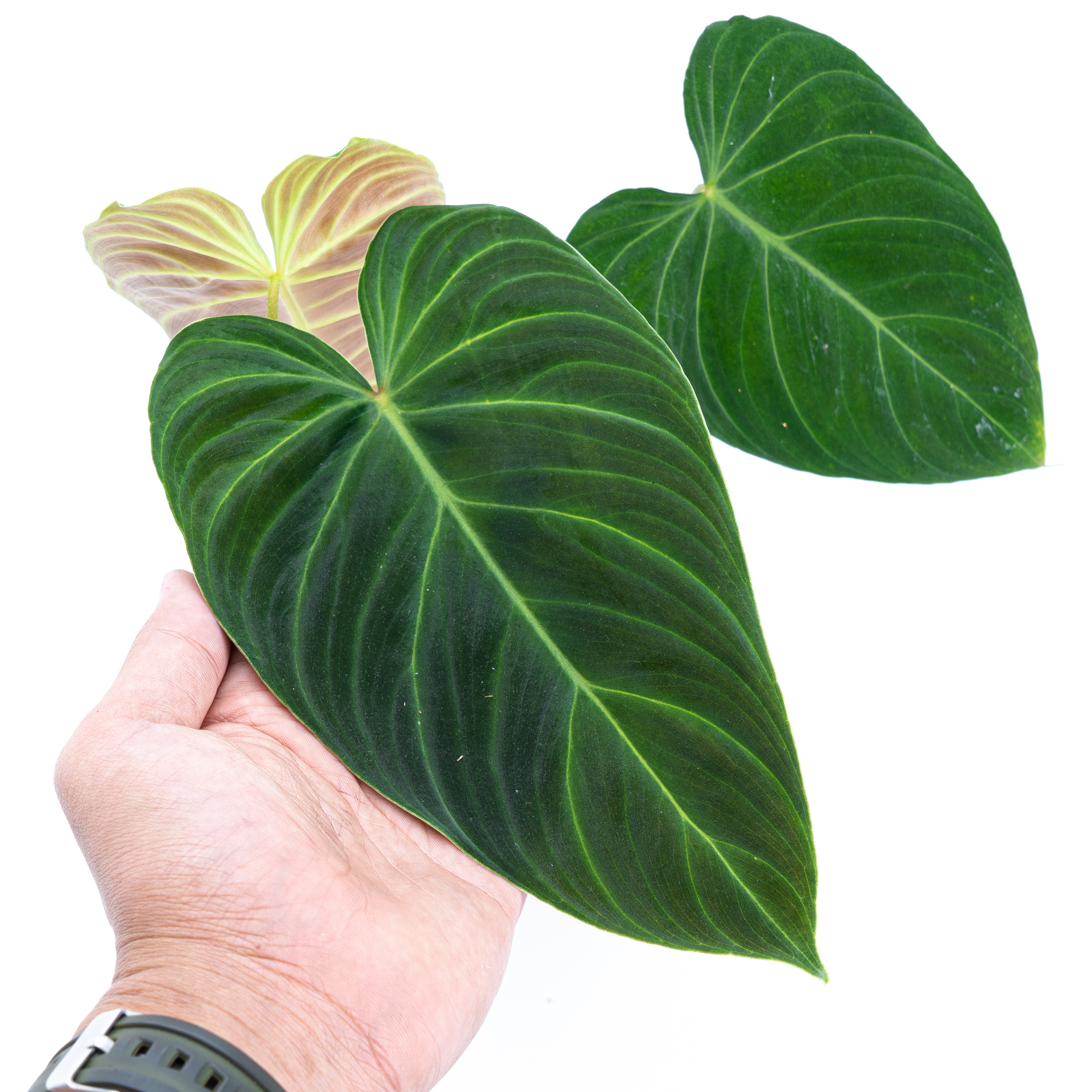 Philodendron Splendid ( Melanochrysum x Verrucosum )