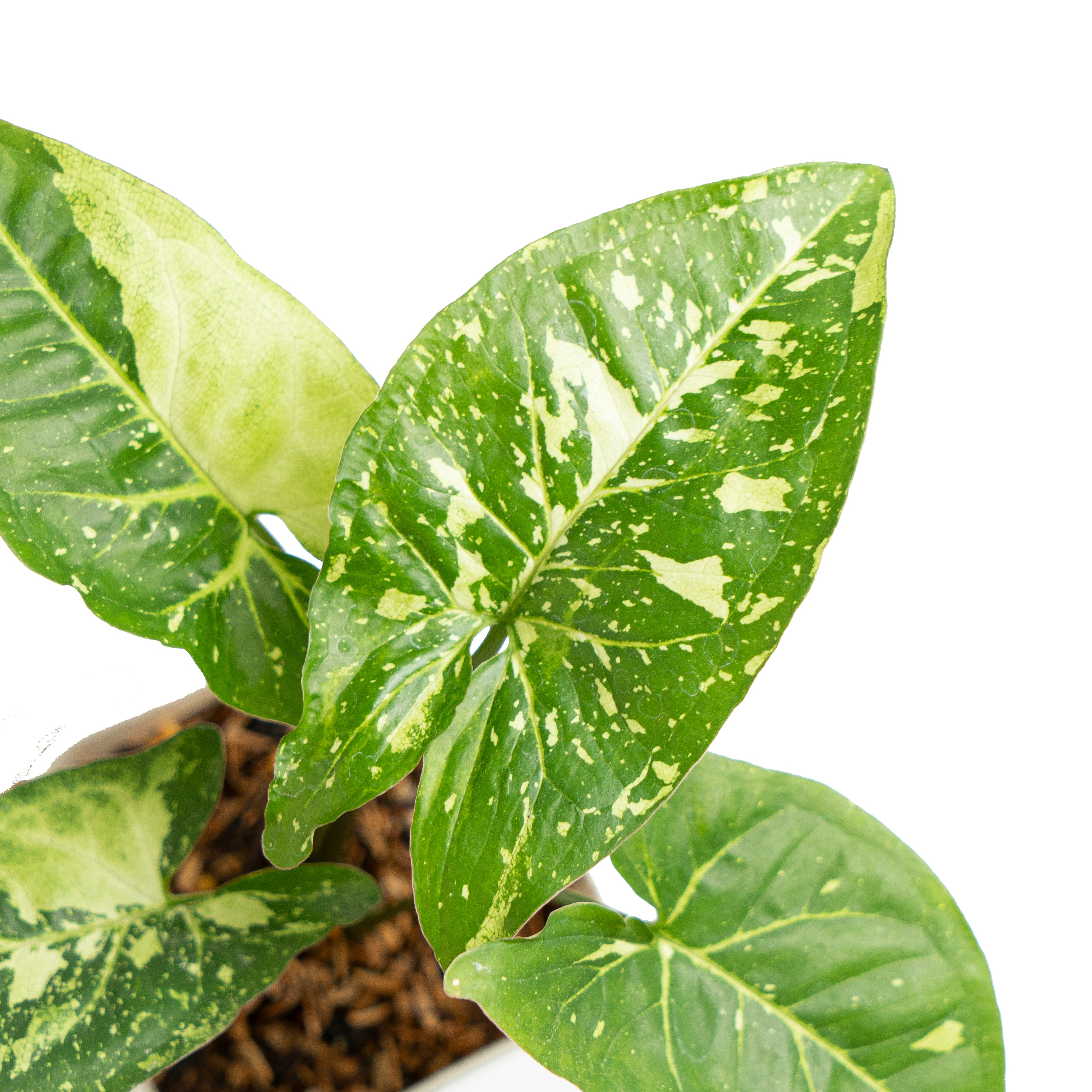 Aroid Market Syngonium Panda Galaxy