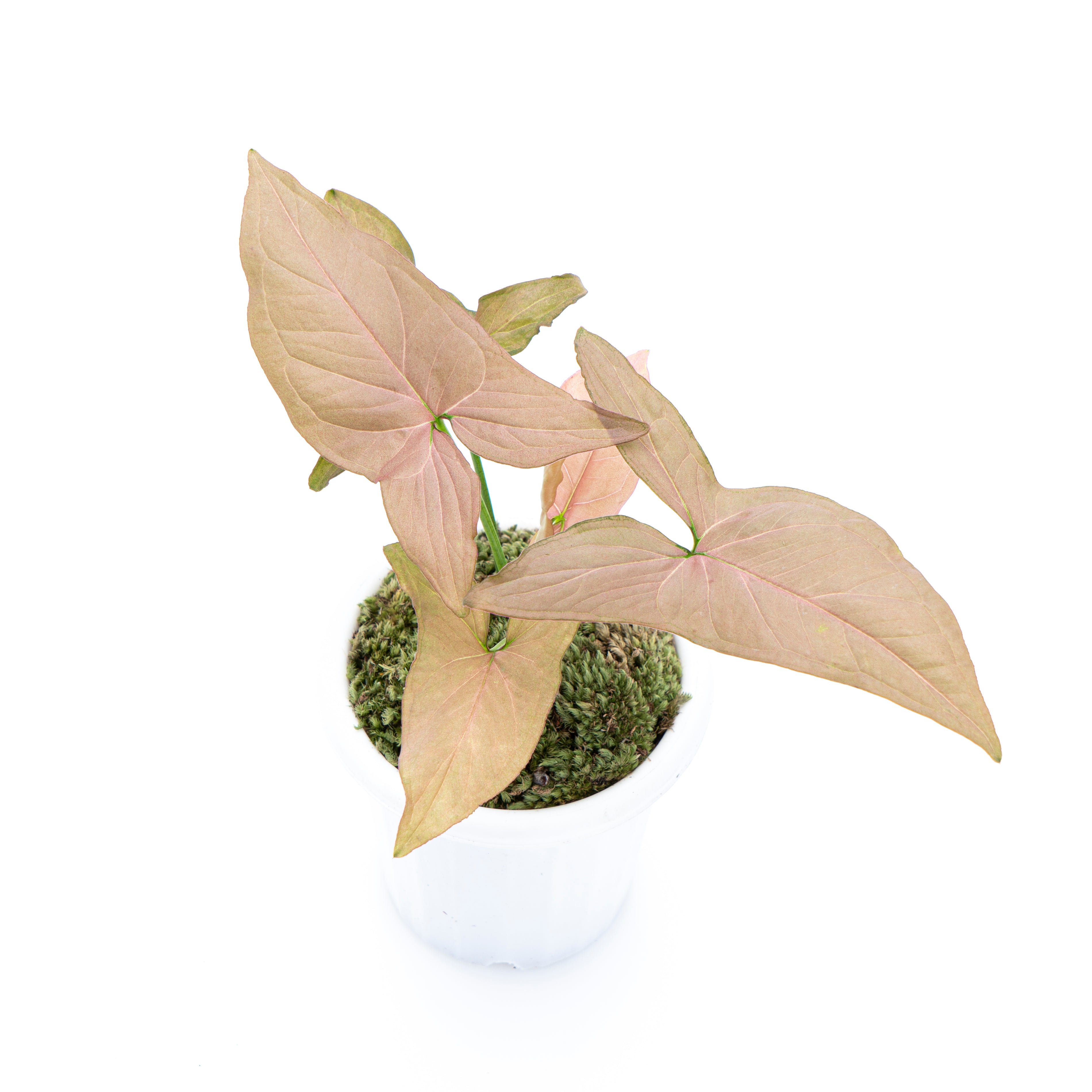 Syngonium Pink