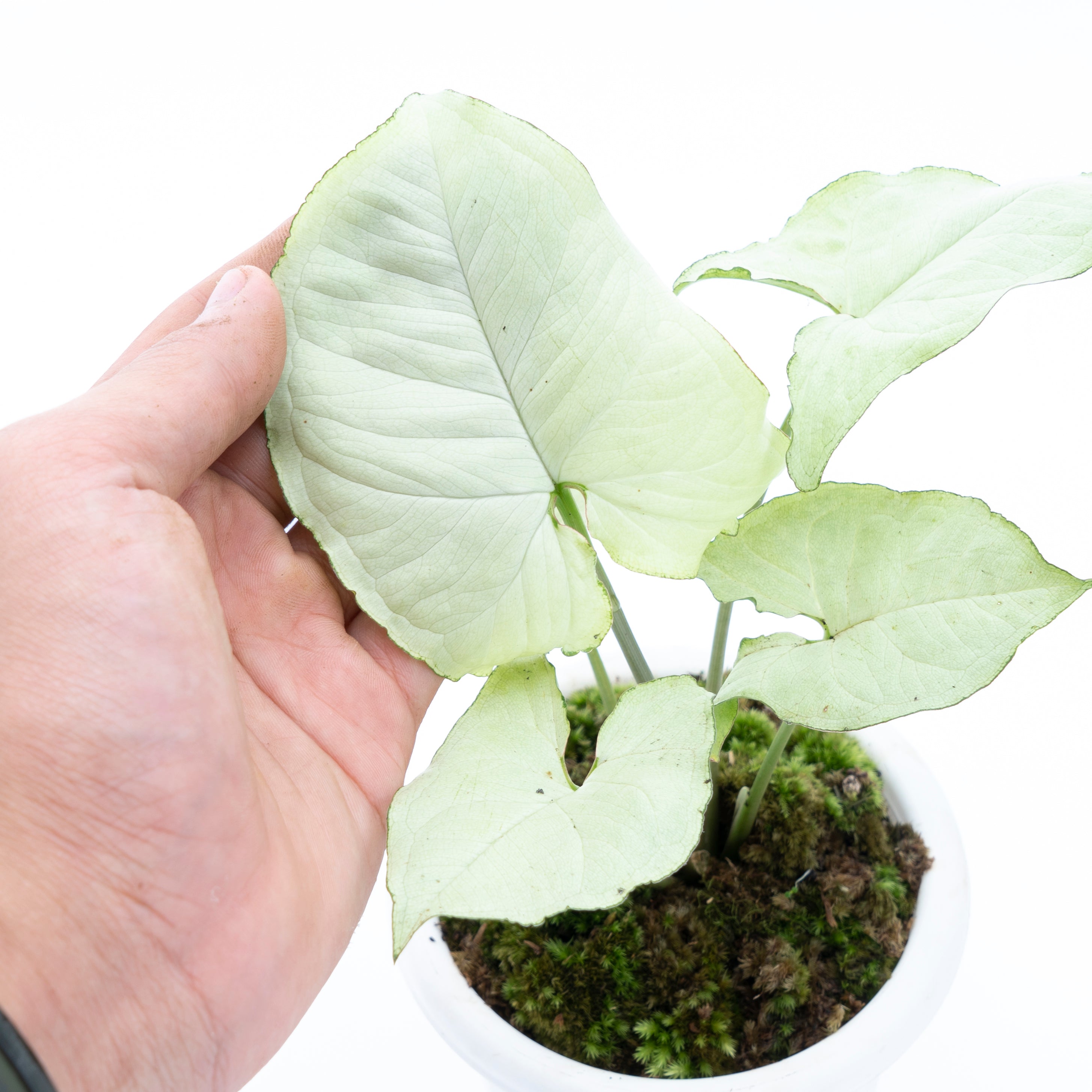 Syngonium podophyllum Moonshine