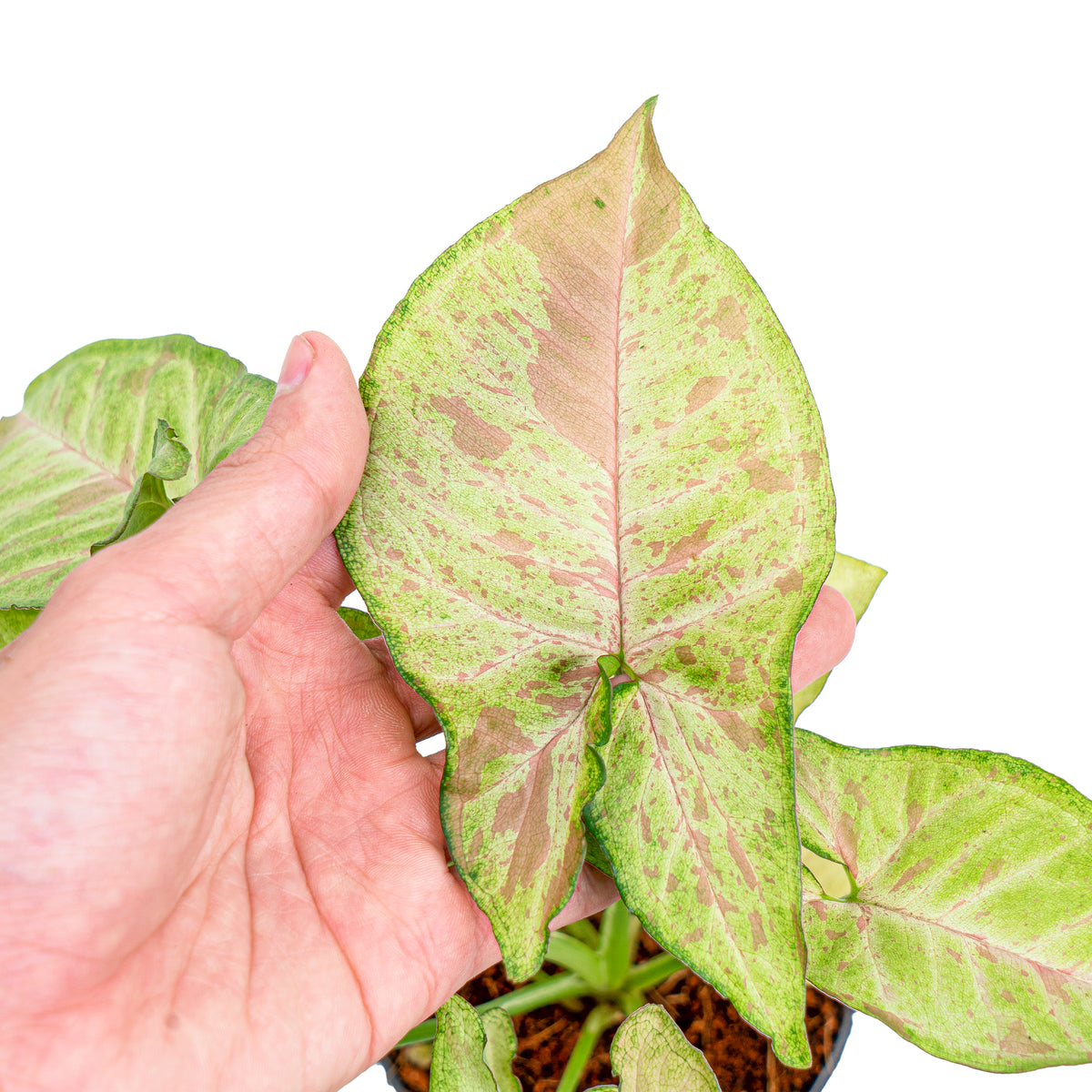 Syngonium Confetti