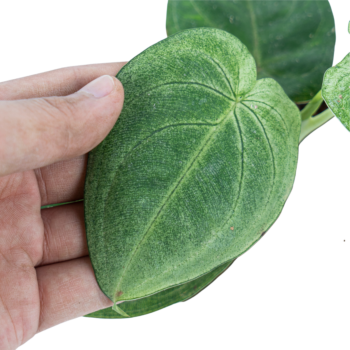 Syngonium Frosted Heart