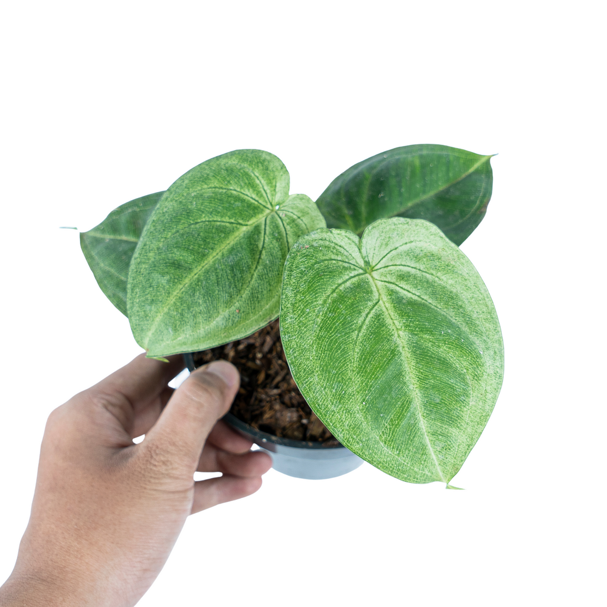 Syngonium Frosted Heart