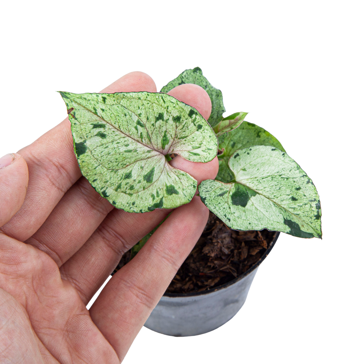 Syngonium Green Splash