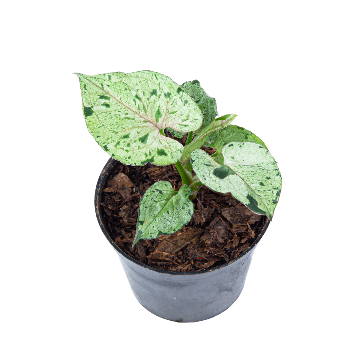 Syngonium Green Splash