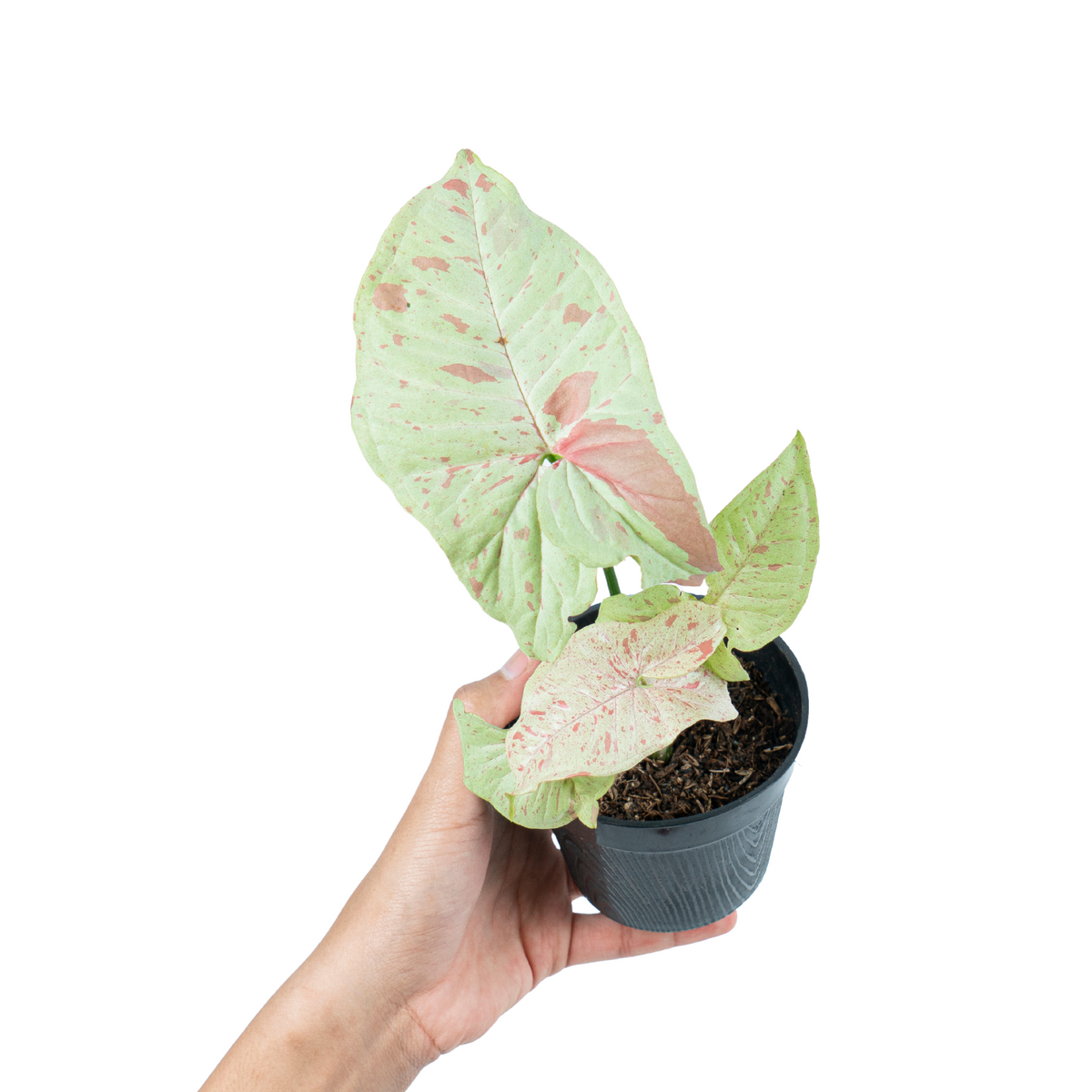 Syngonium Milk Confetti