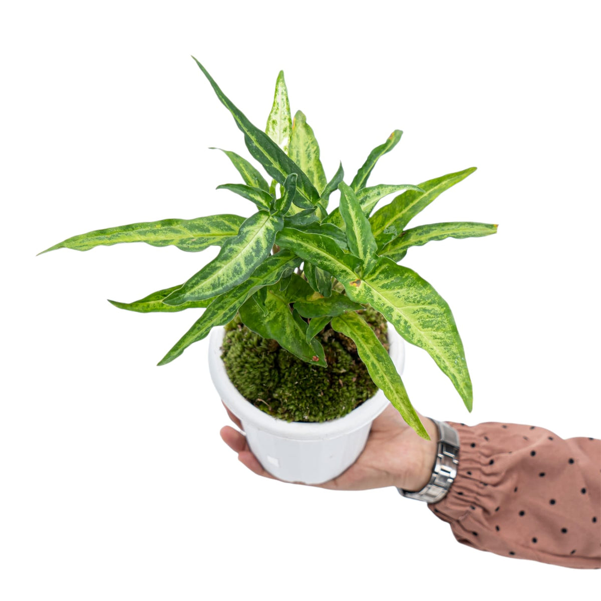 Syngonium Phodopyllum Ribbon