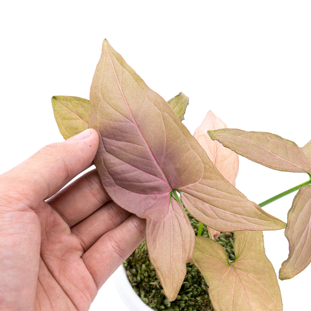 Syngonium Pink