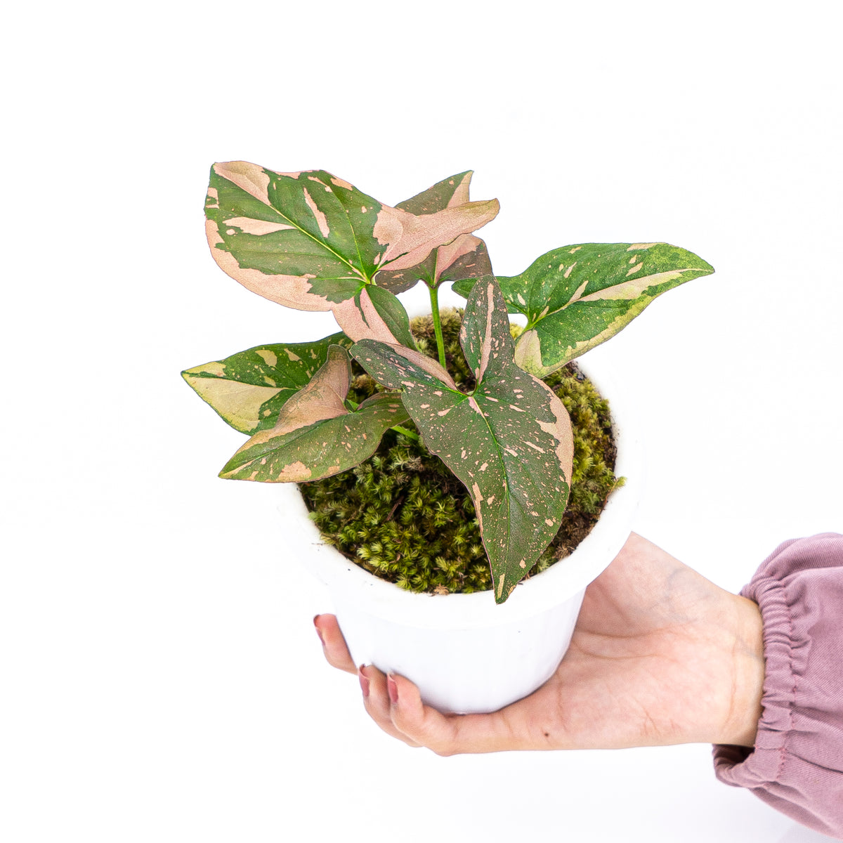 Syngonium Pink Splash