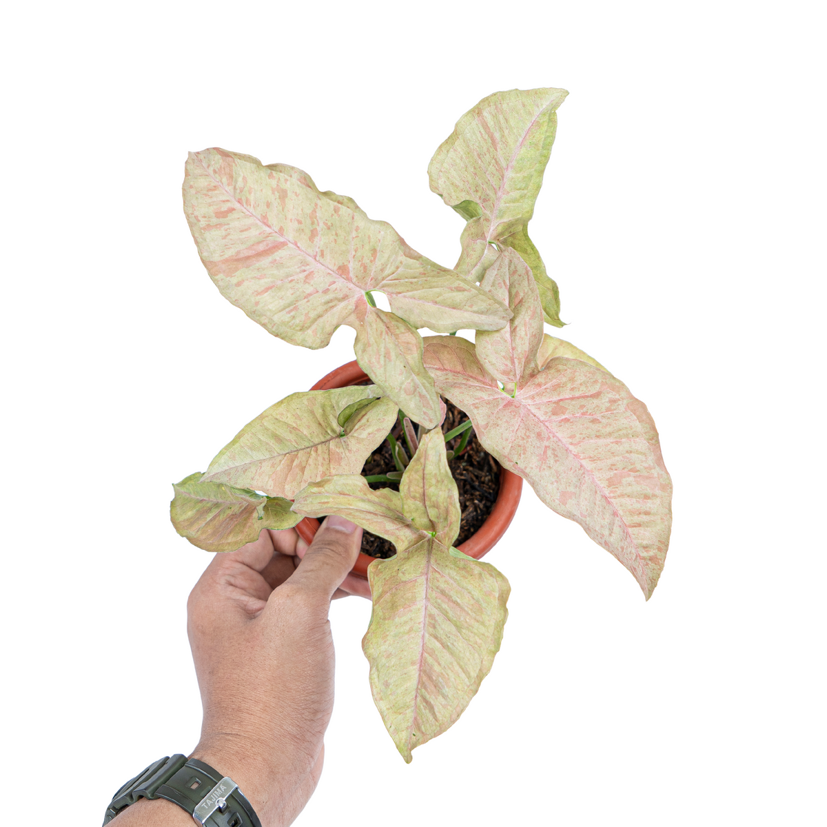 Syngonium Pink Spot