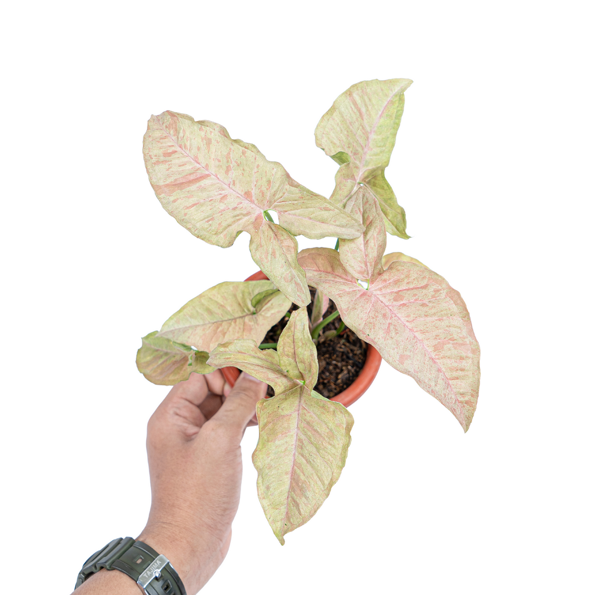 Syngonium Pink Spot