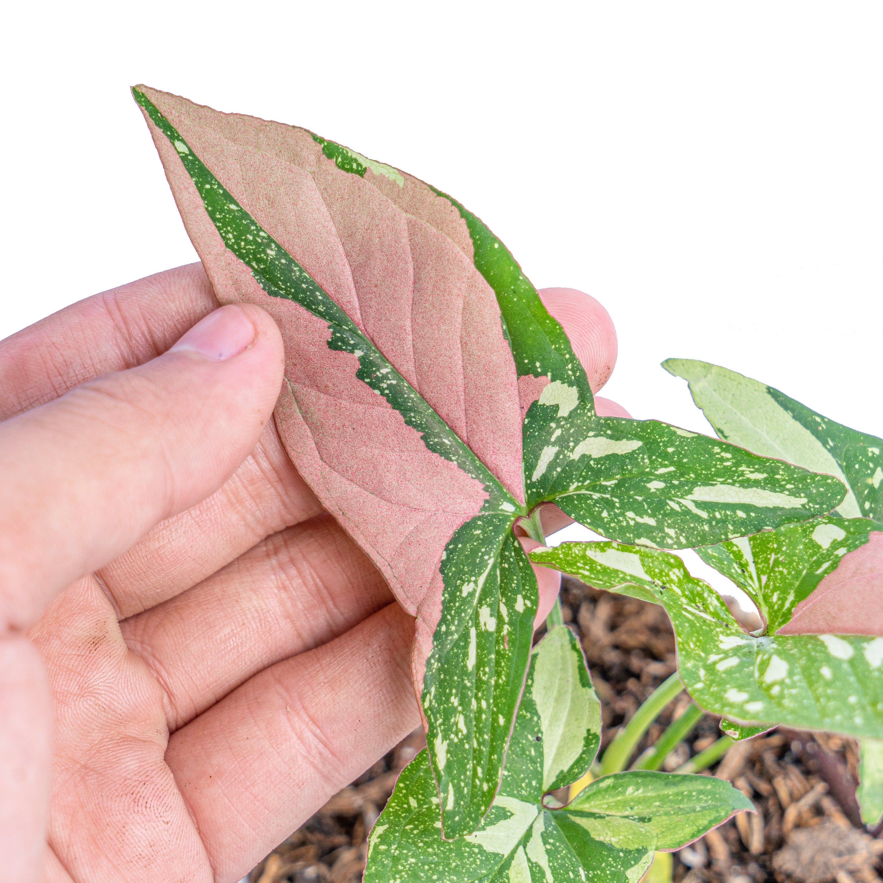 Syngonium Red Spot Tricolor