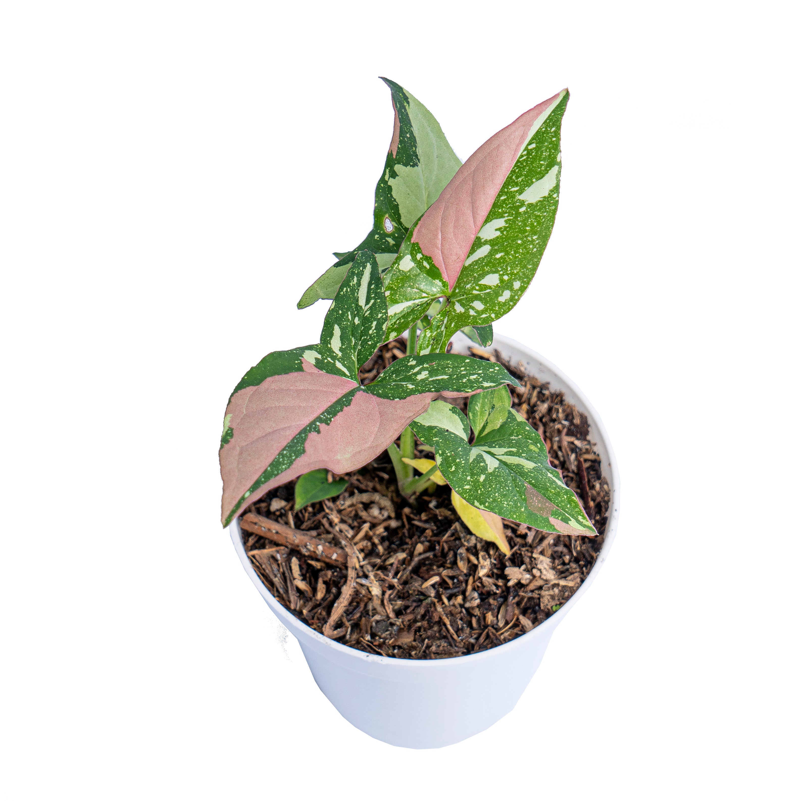 Syngonium Red Spot Tricolor