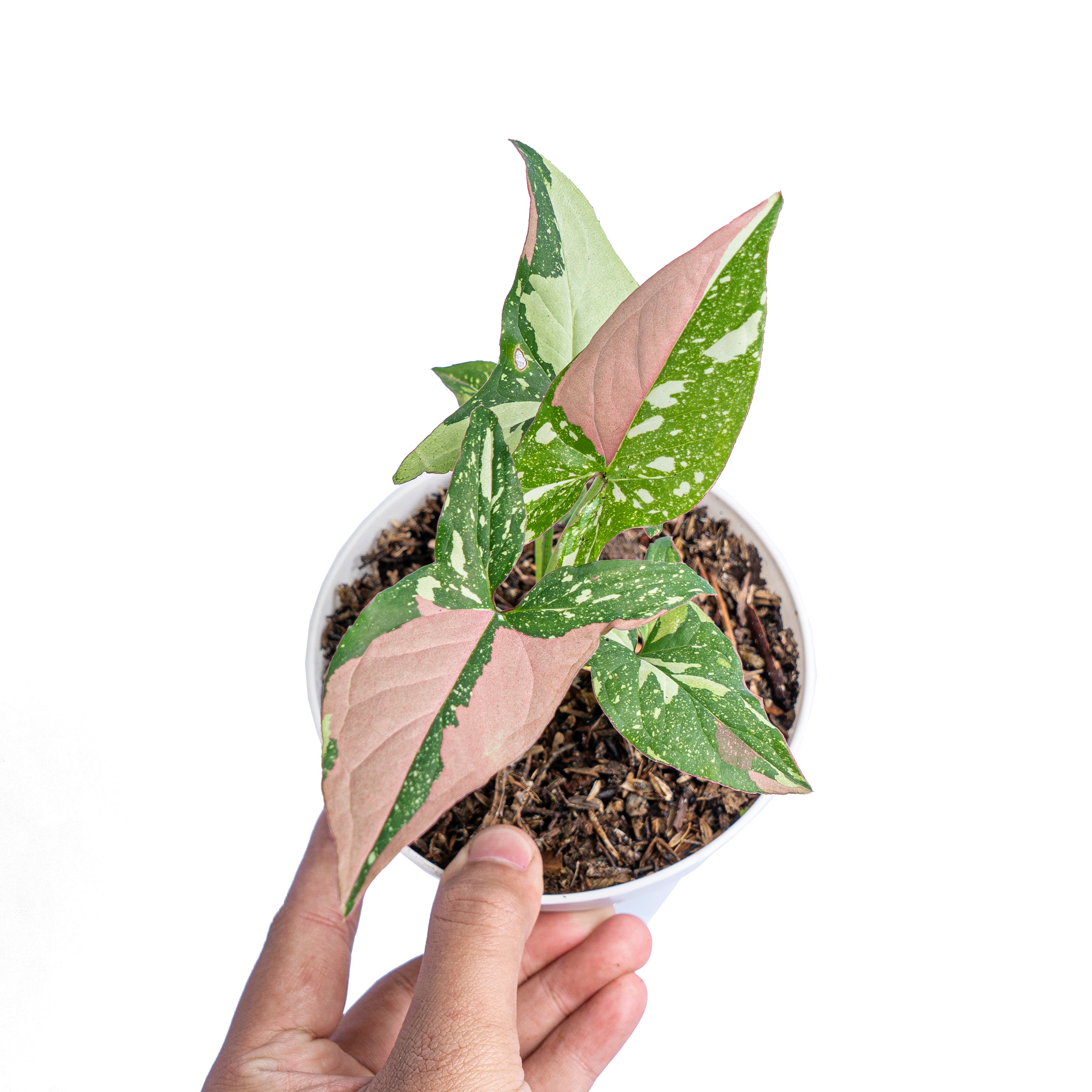 Syngonium Red Spot Tricolor