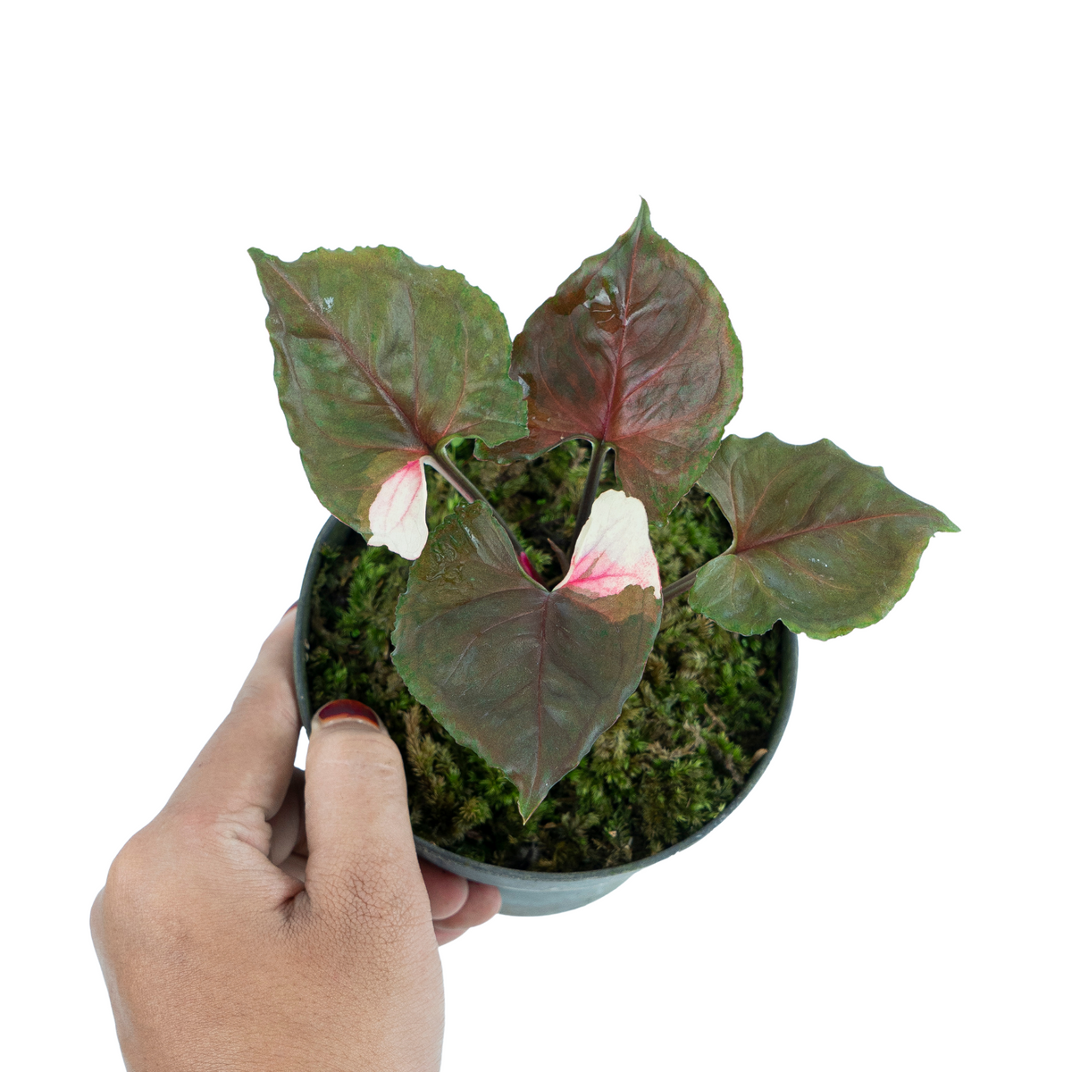 Syngonium Strawberry Ice