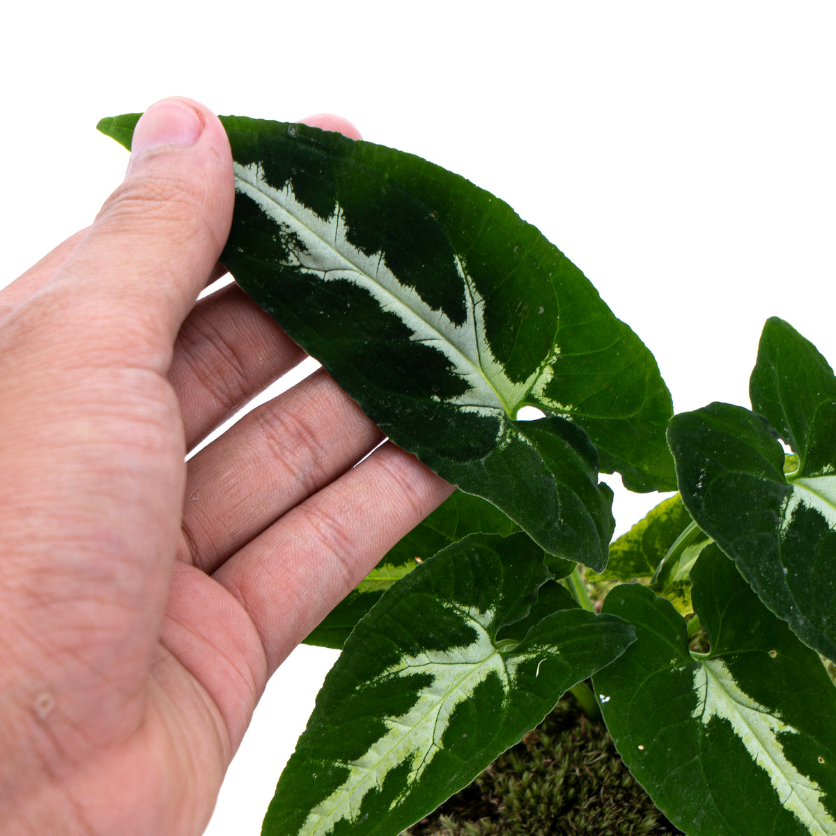 Syngonium Wenlandii