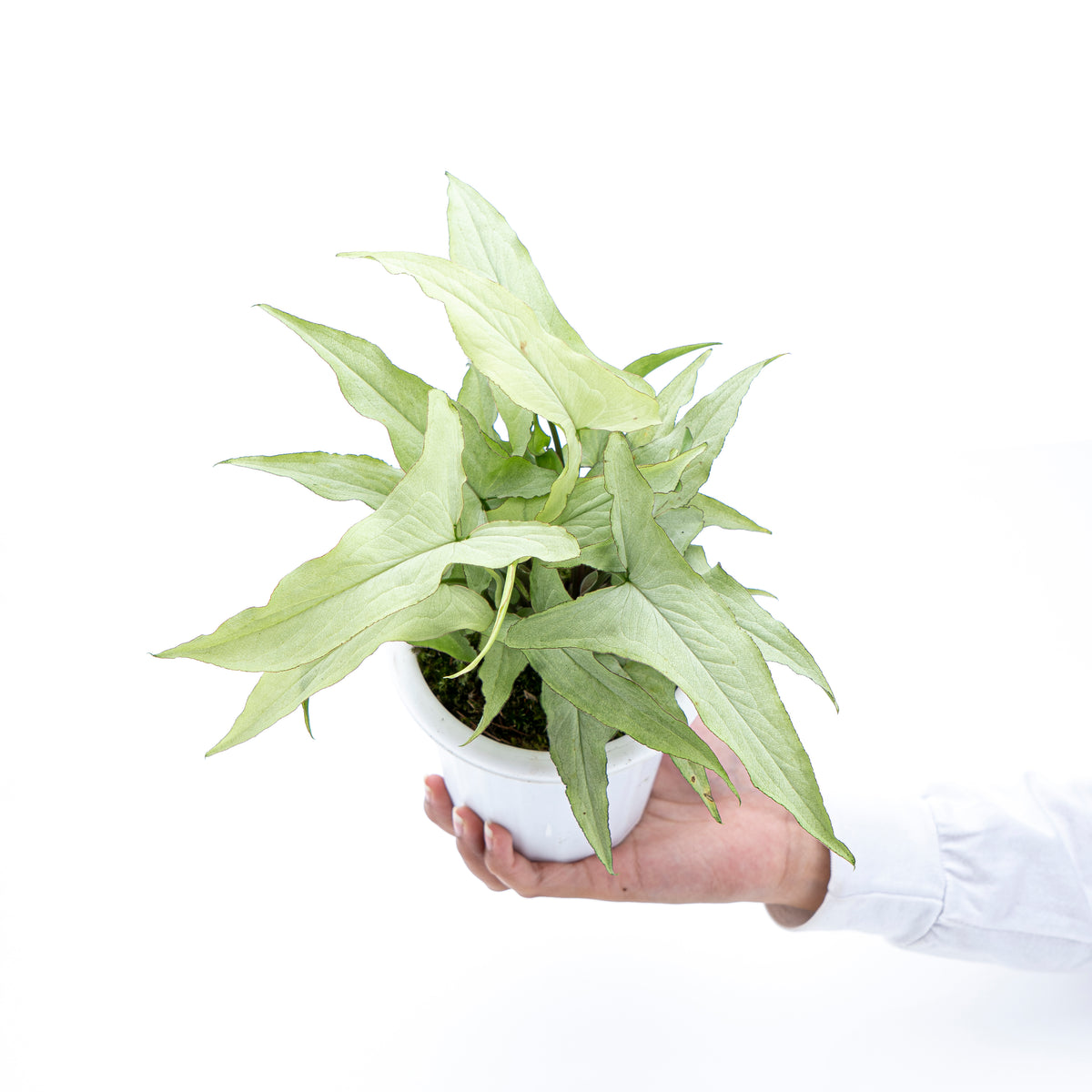 Syngonium White Narrow