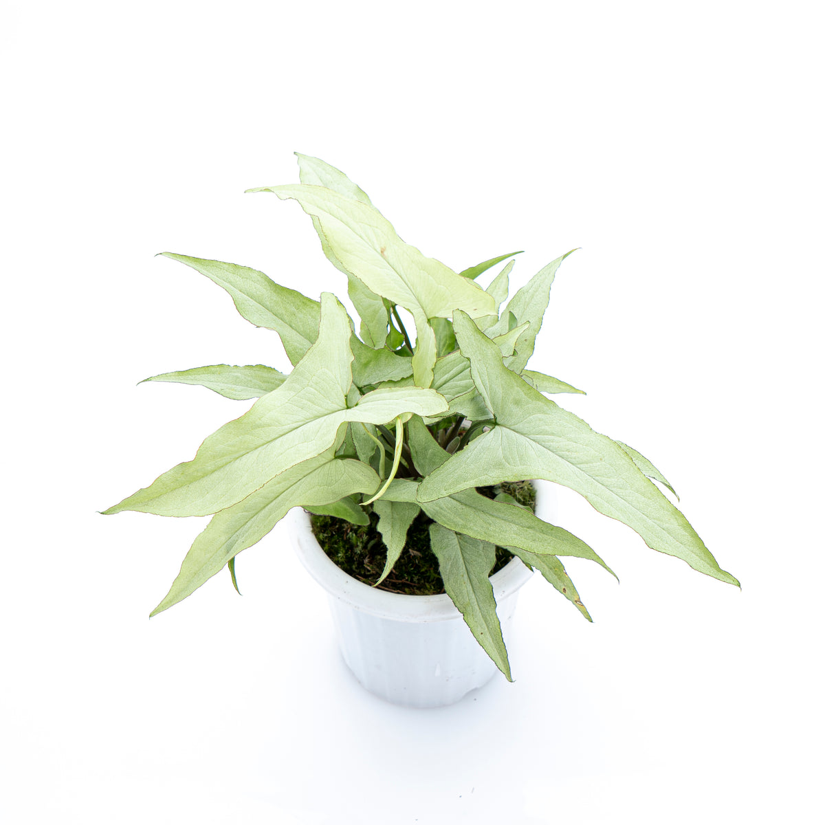 Syngonium White Narrow