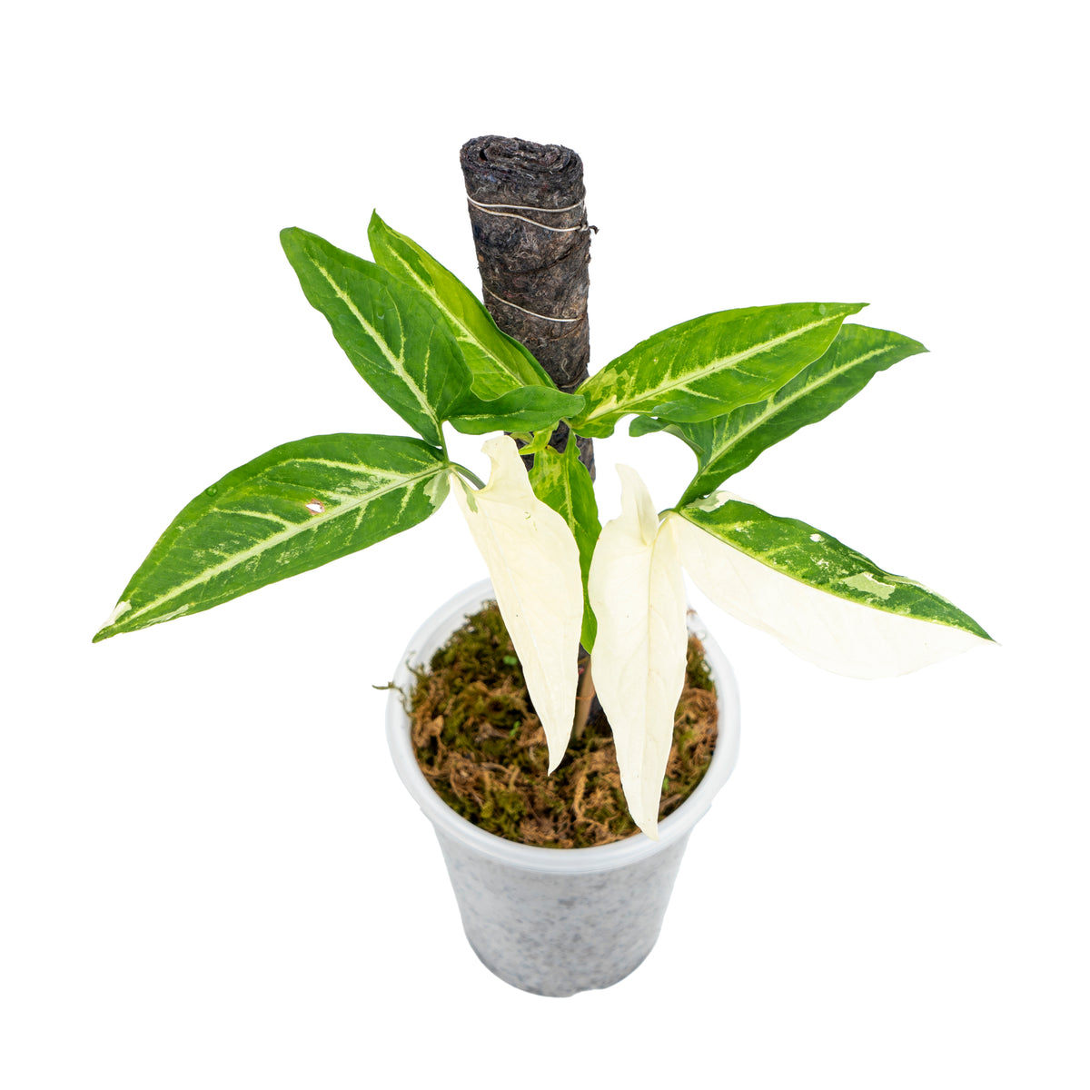 syngonium angustatum variegated