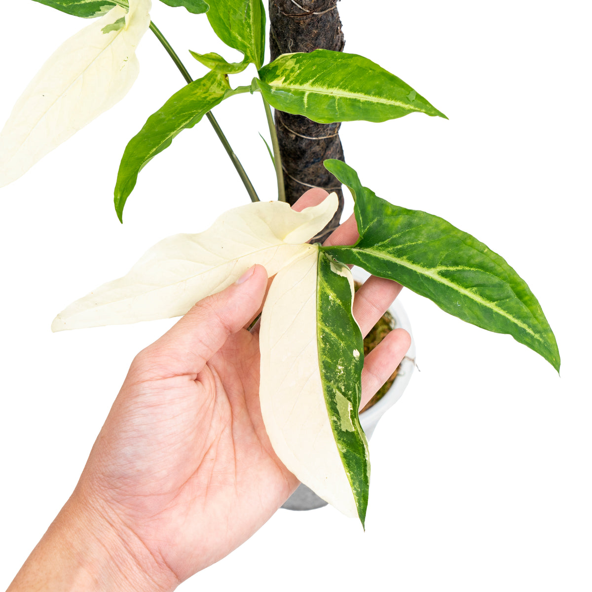 syngonium angustatum variegated