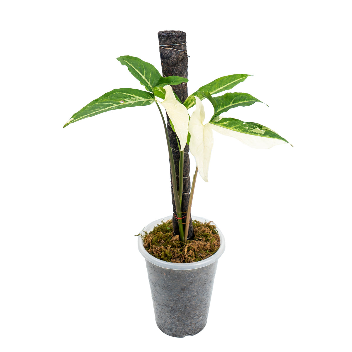 syngonium angustatum variegated