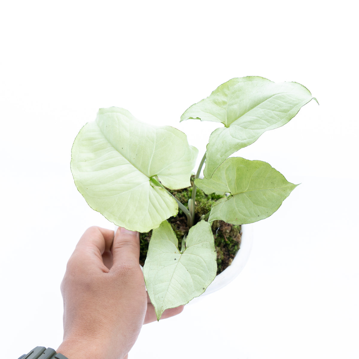Syngonium podophyllum Moonshine