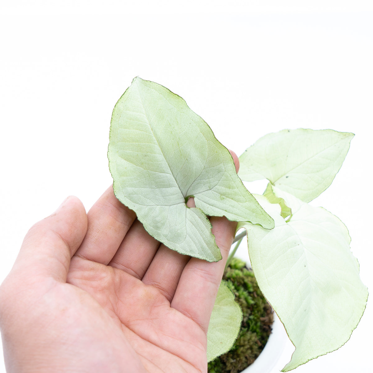 Syngonium podophyllum Moonshine