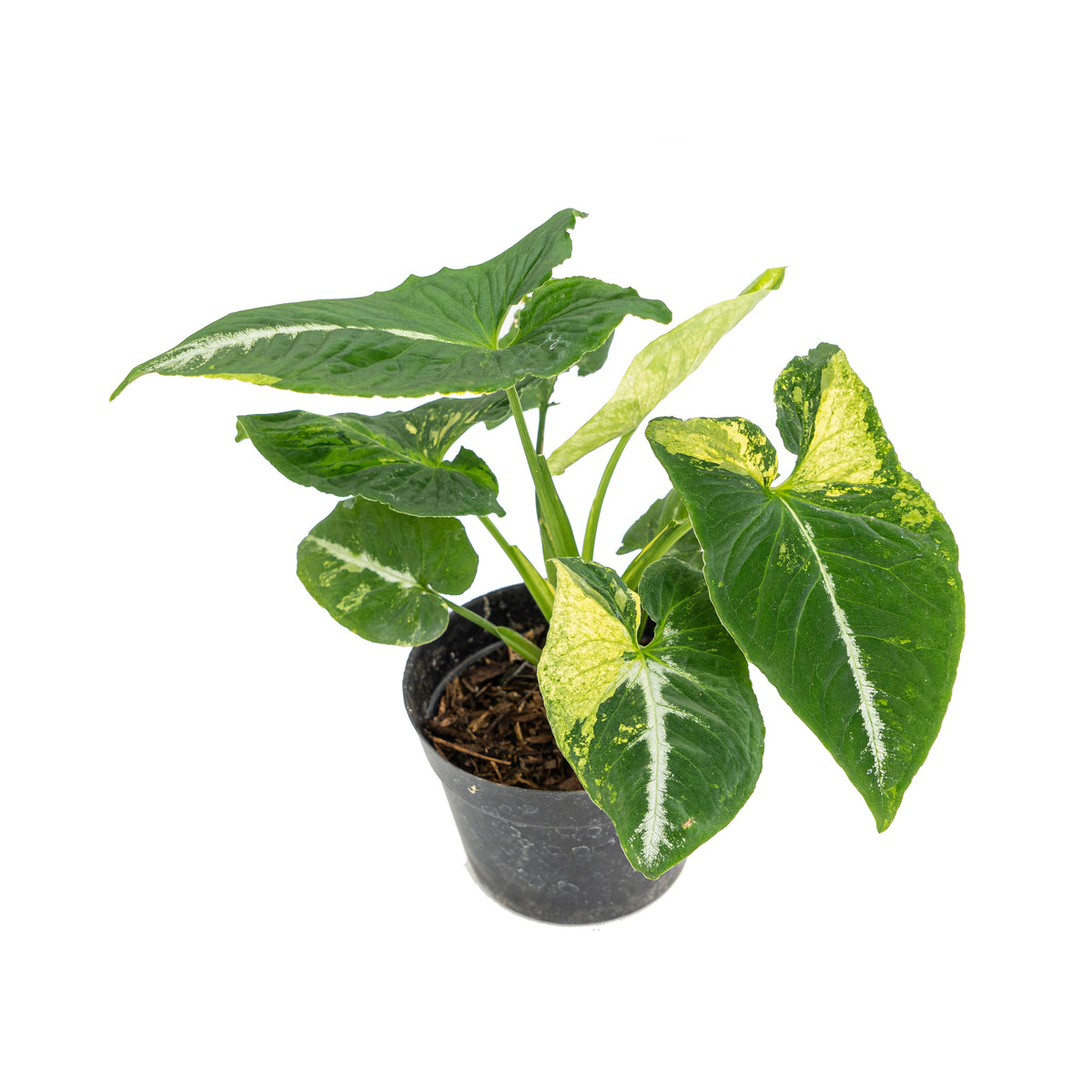 Syngonium scrambled eggs