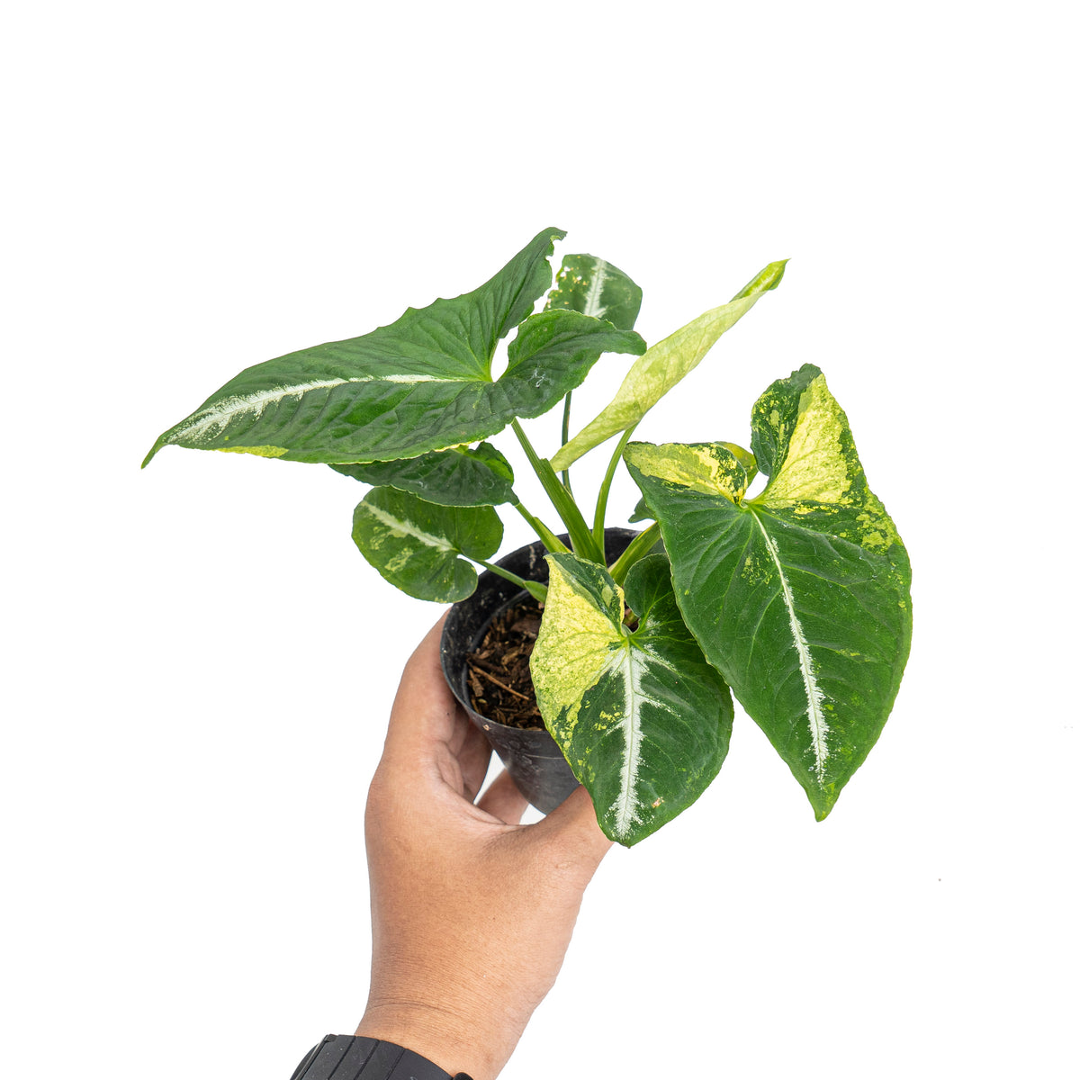 Syngonium scrambled eggs